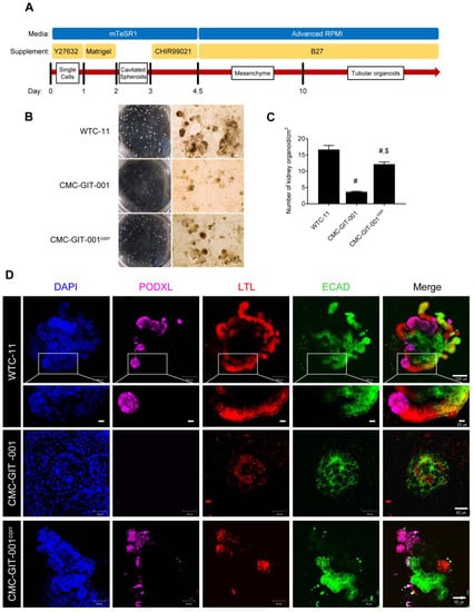 CRISPR-Cas9 correction of OPA1 c.1334G>A: p.R445H restores mitochondrial  homeostasis in dominant optic atrophy patient-derived iPSCs: Molecular  Therapy - Nucleic Acids