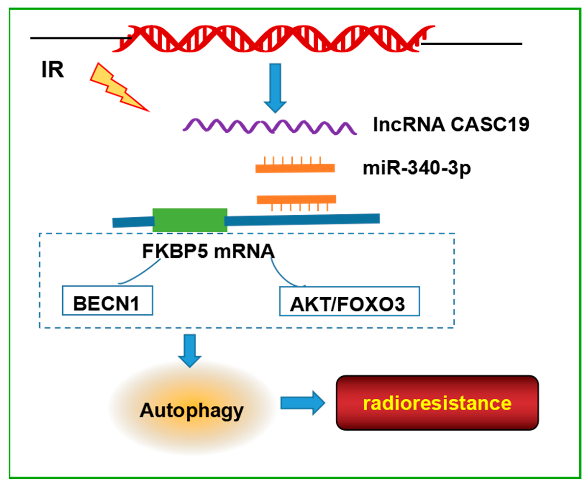 Ijms 24 03047 g007 Ijms 24 03047 g007