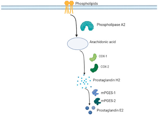 IJMS | Free Full-Text | Microsomal Prostaglandin E Synthase-1 and 