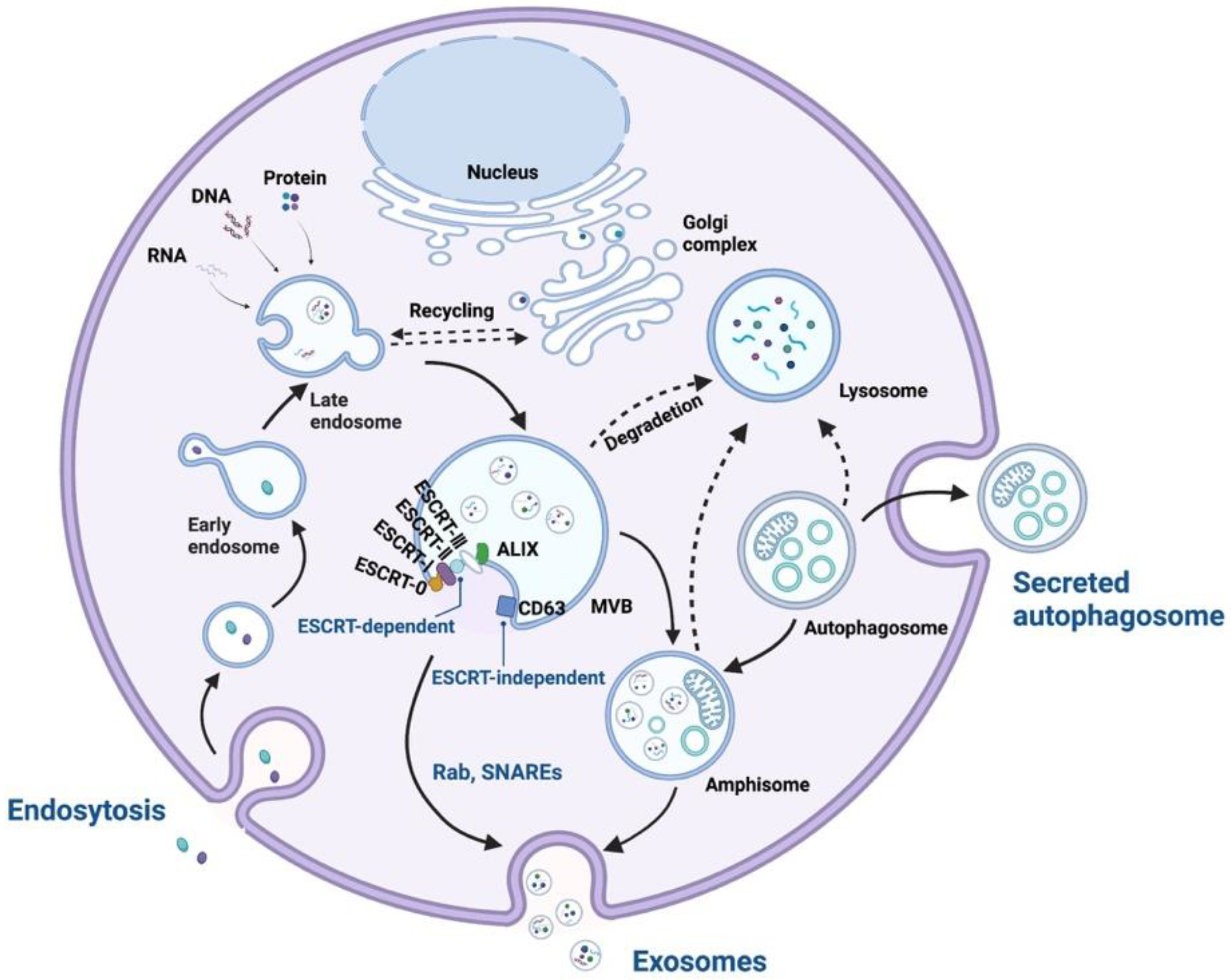 Ijms 24 03061 g002 Ijms 24 03061 g002