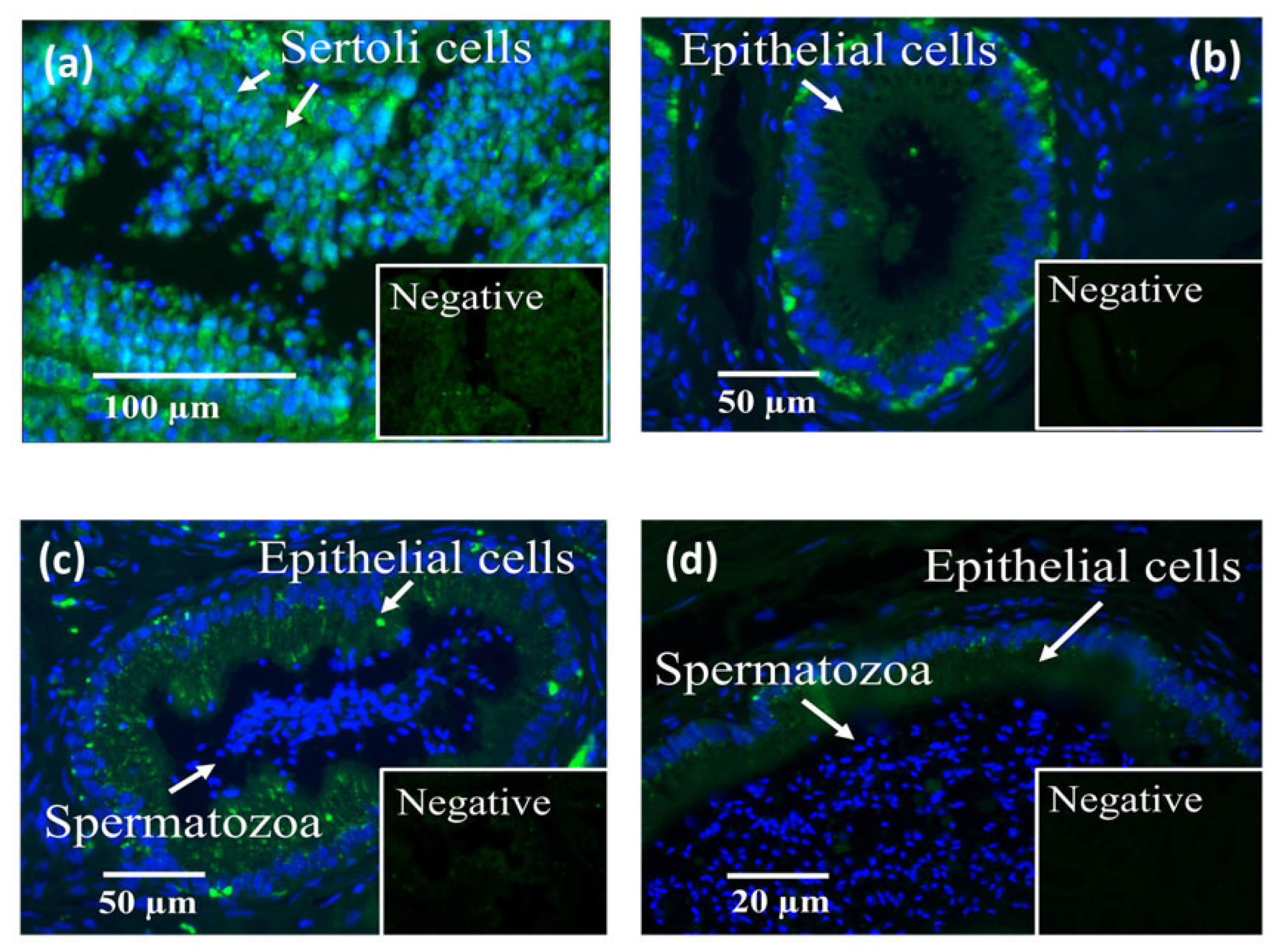 Ijms 24 03077 g003 Ijms 24 03077 g003