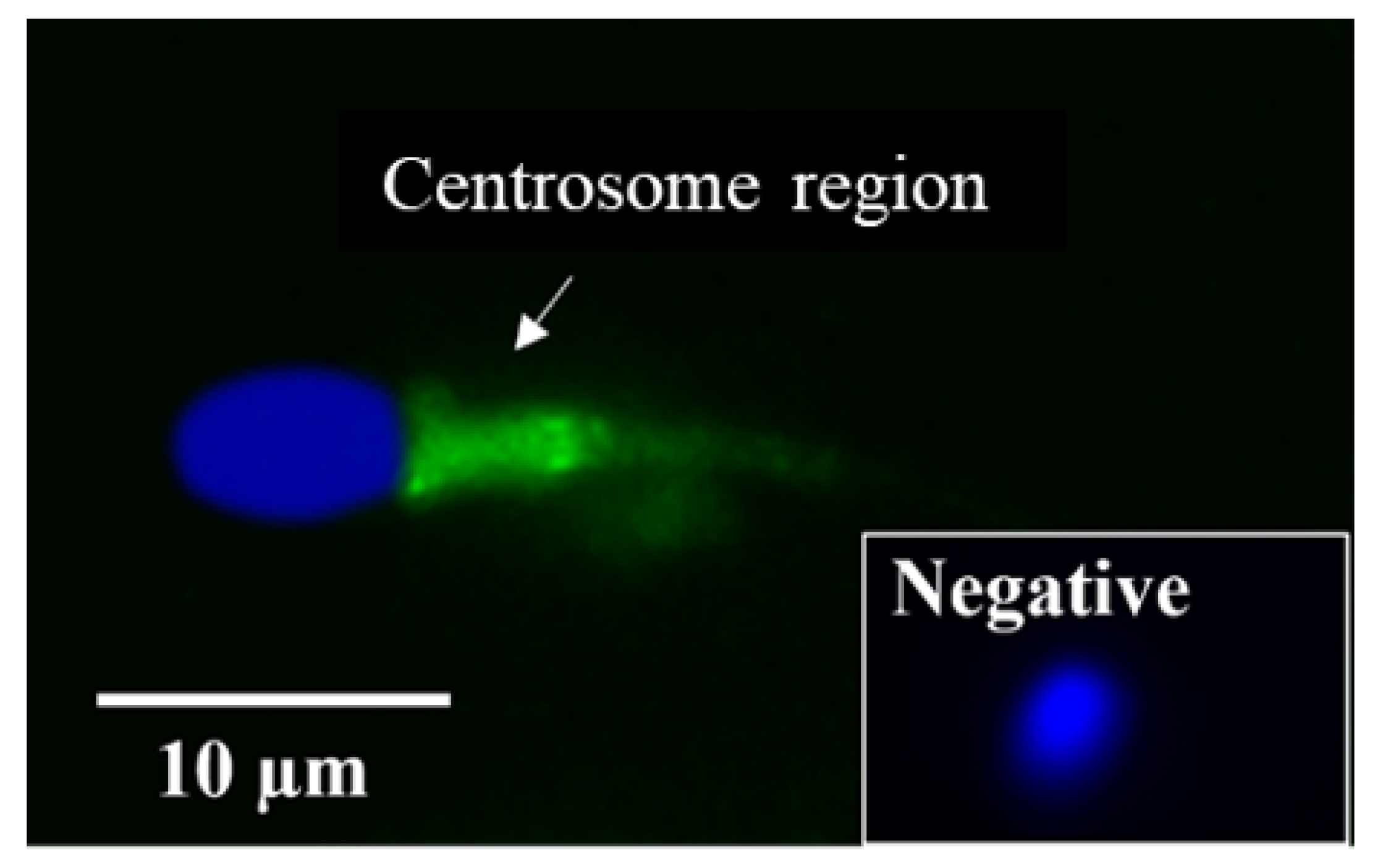 Ijms 24 03077 g004 Ijms 24 03077 g004