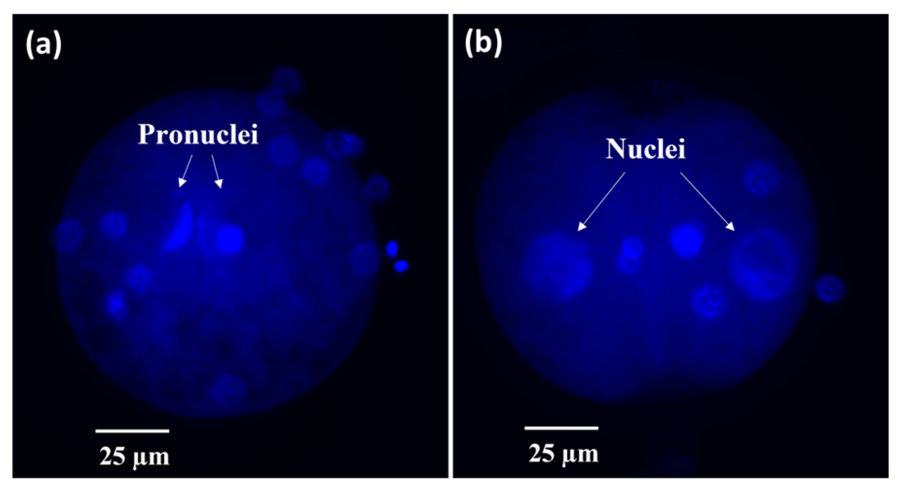 Ijms 24 03077 g008 Ijms 24 03077 g008