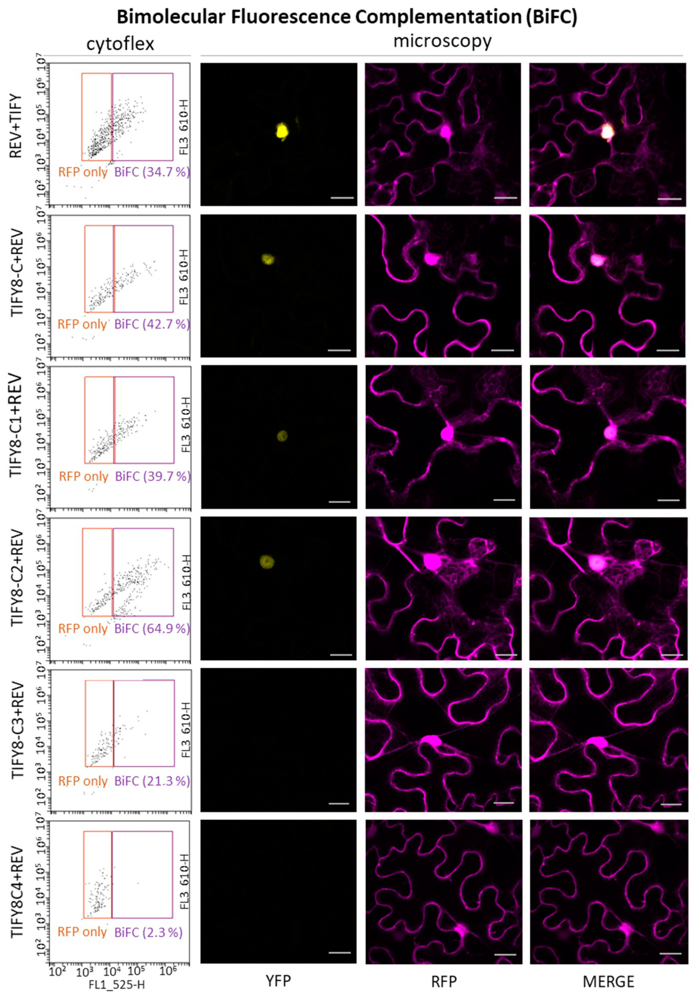 Ijms 24 03079 g002 Ijms 24 03079 g002