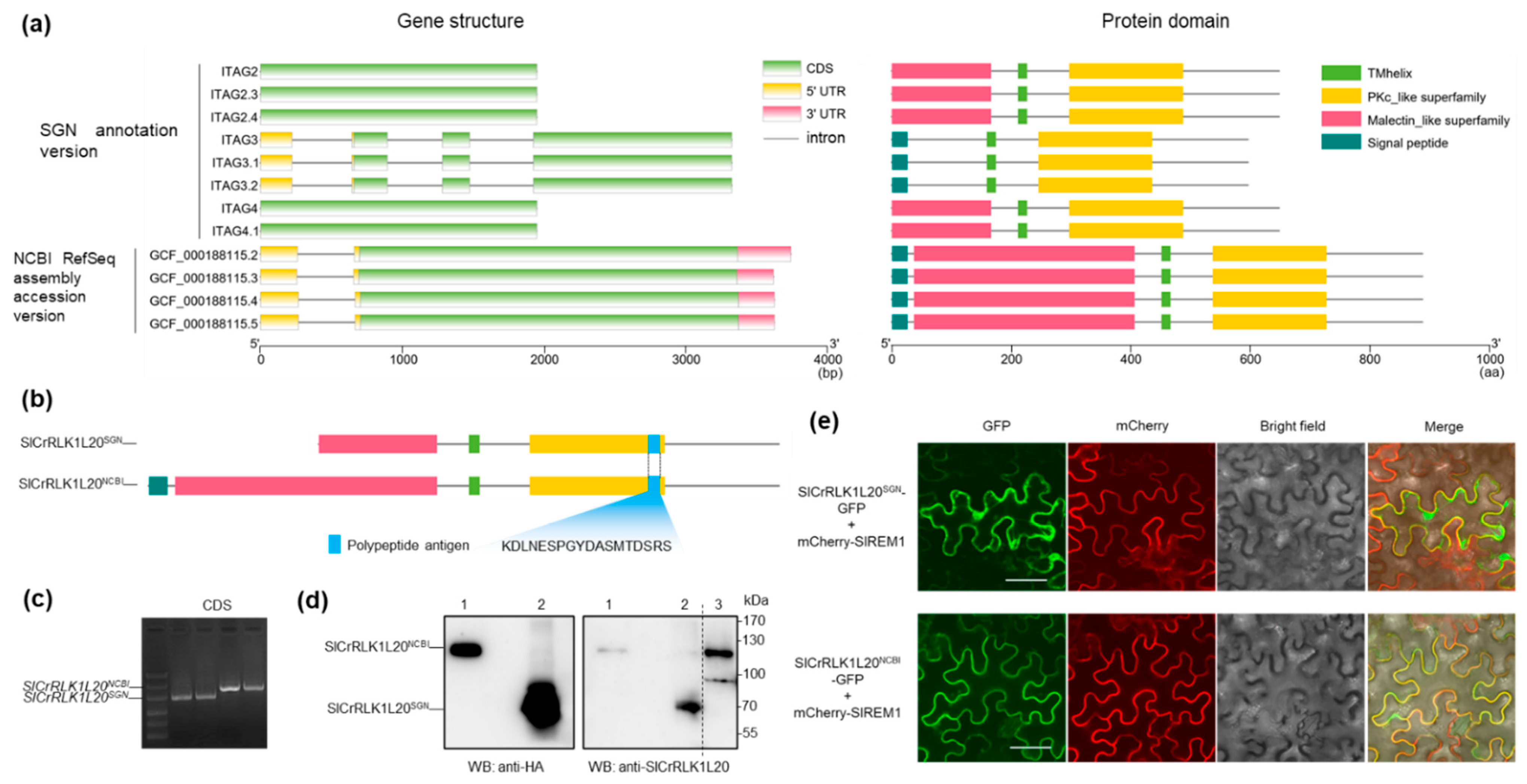 Ijms 24 03142 g002 Ijms 24 03142 g002