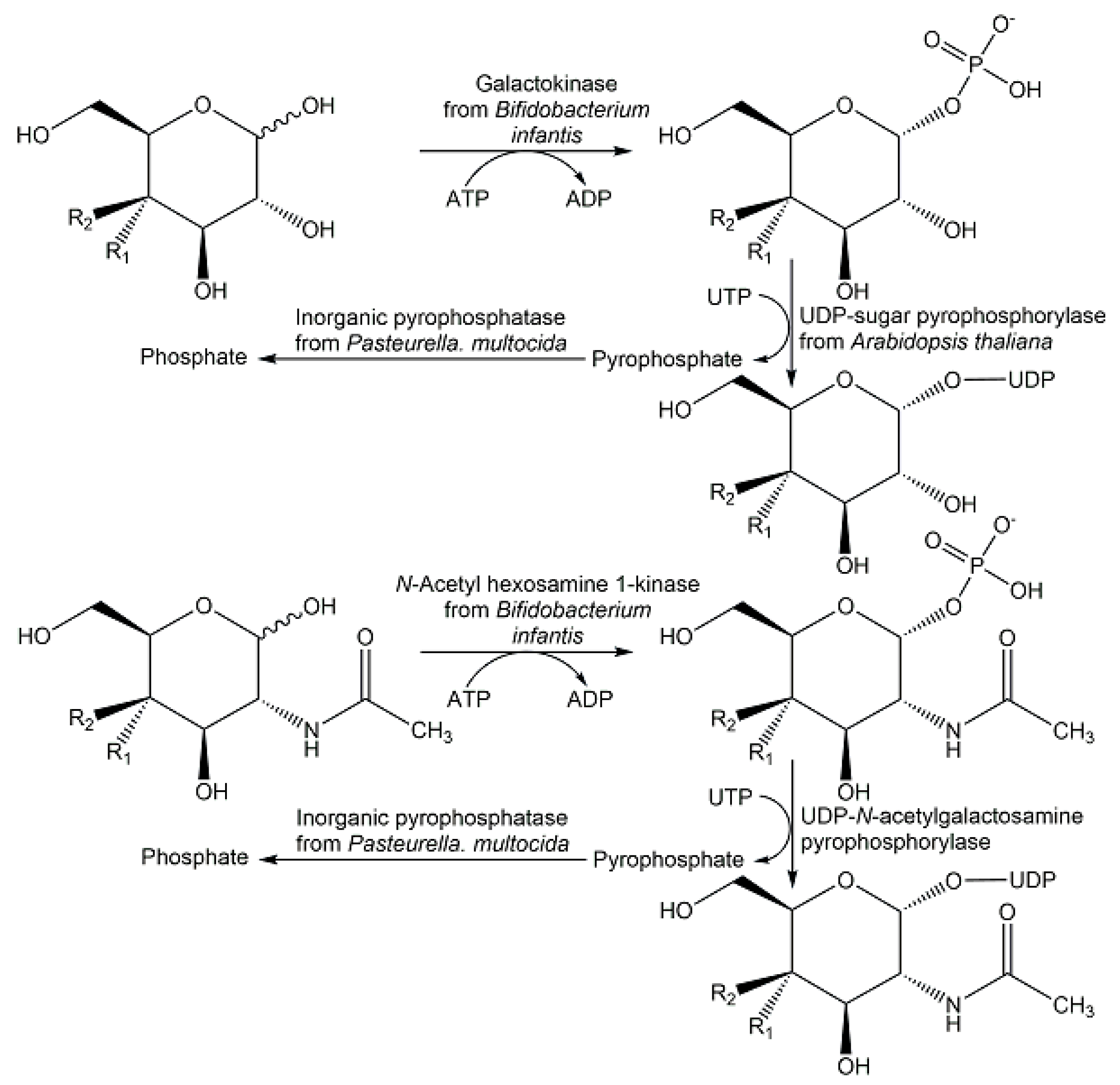 Ijms 24 03150 g019 Ijms 24 03150 g019
