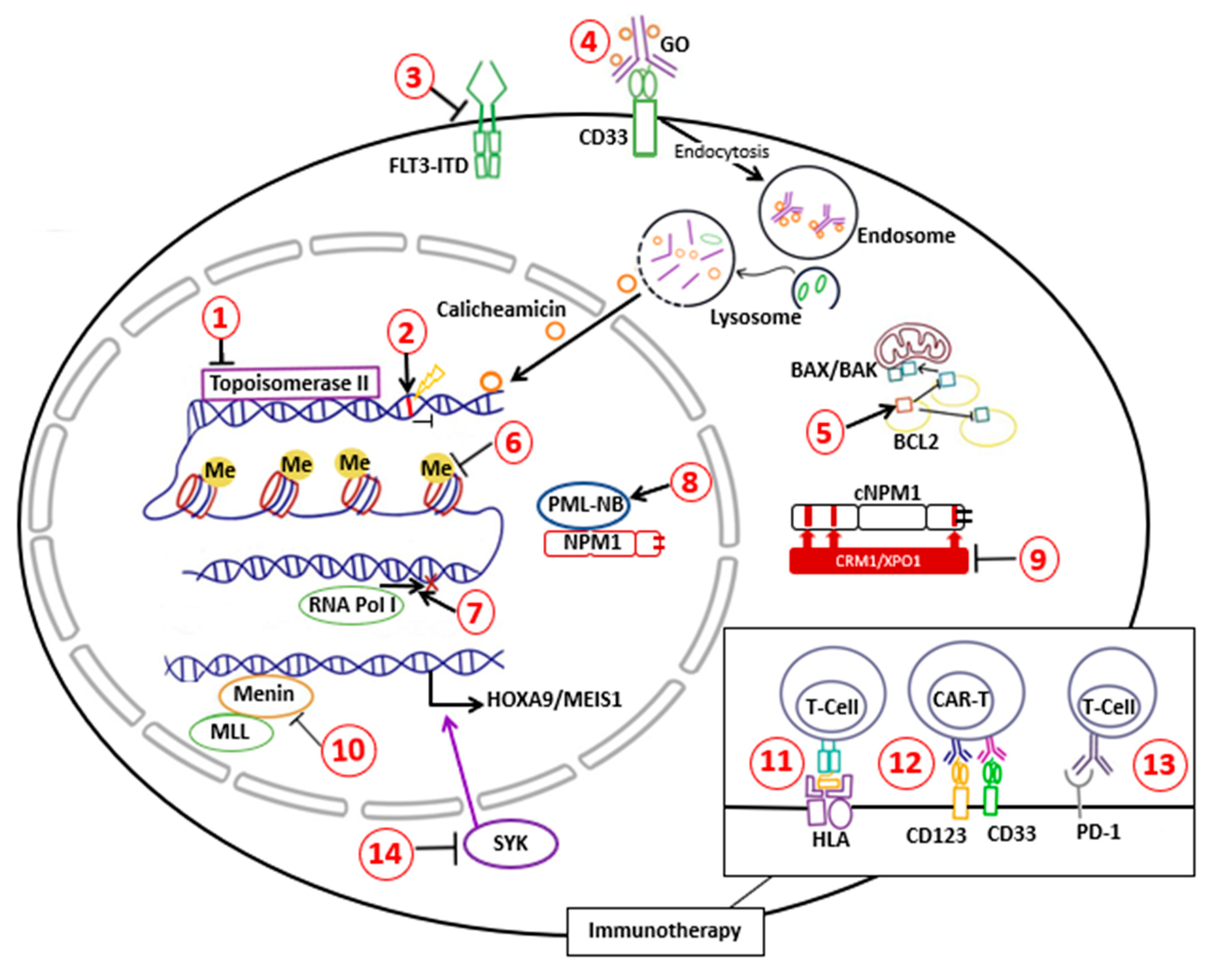 Targeting of epigenetic co-dependencies enhances anti-AML efficacy of Menin  inhibitor in AML with MLL1-r or mutant NPM1