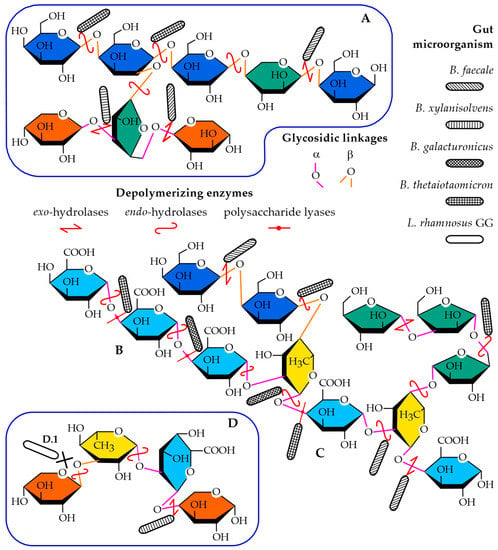 IJMS | Free Full-Text | Neutral and Pectic Heteropolysaccharides ...