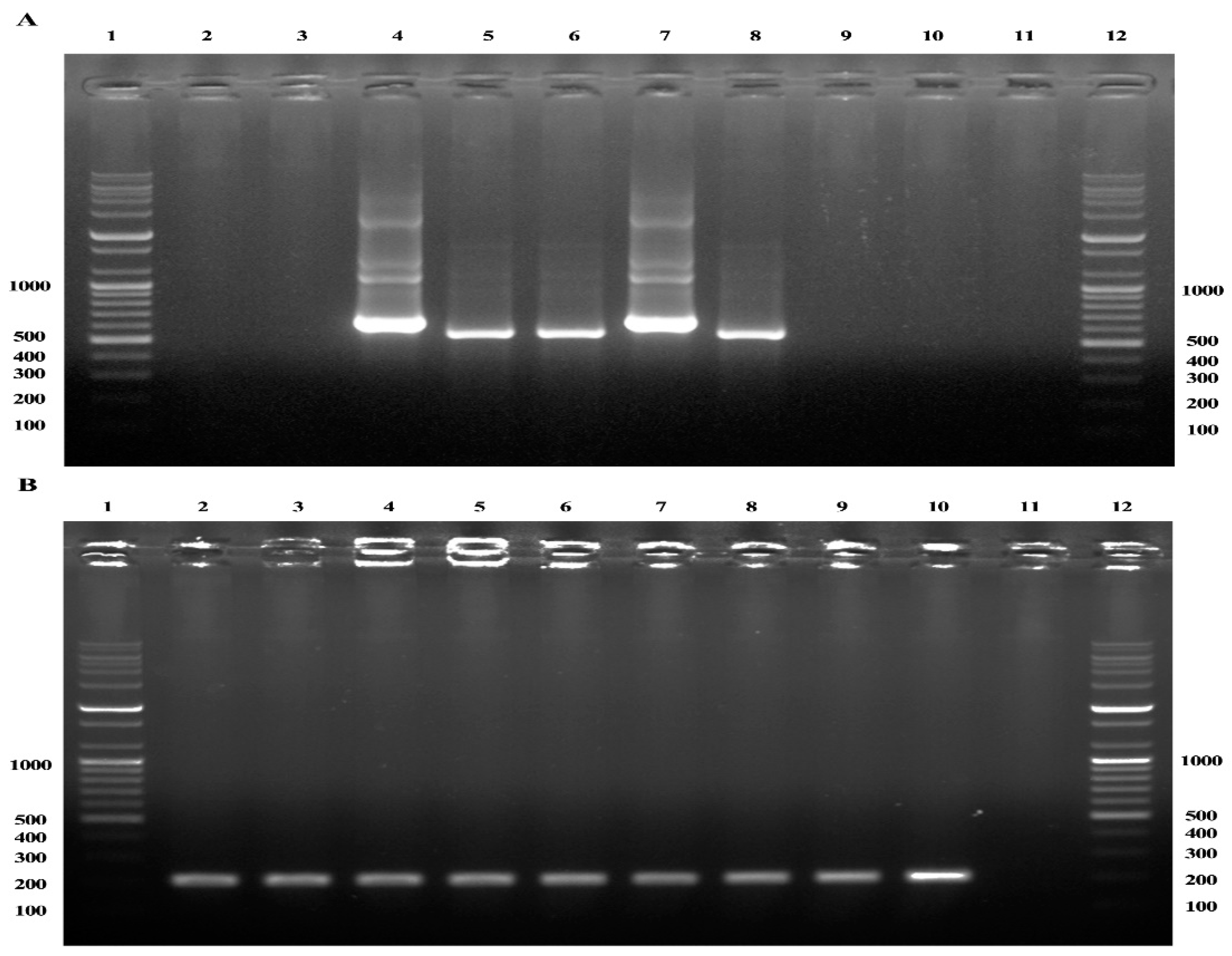 Ijms 24 03239 g001 Ijms 24 03239 g001