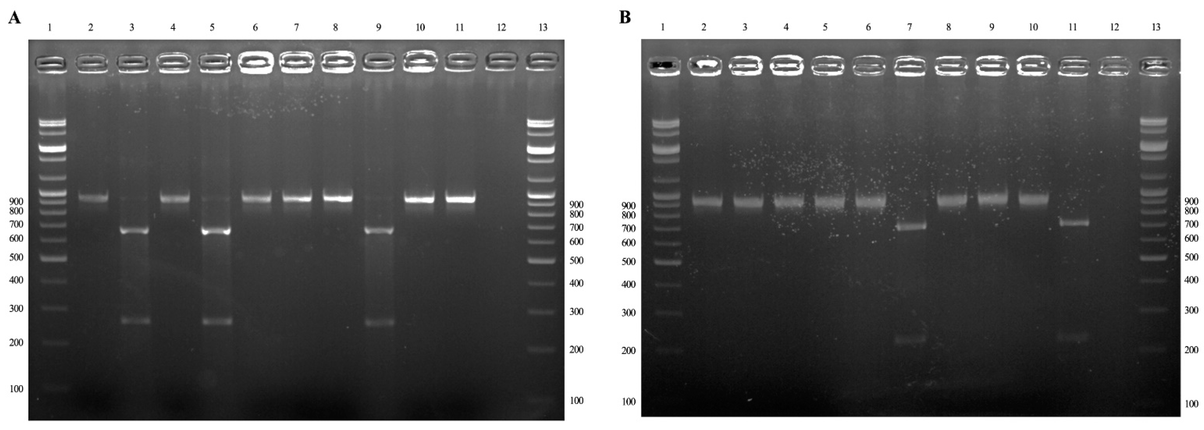 Ijms 24 03239 g002 Ijms 24 03239 g002