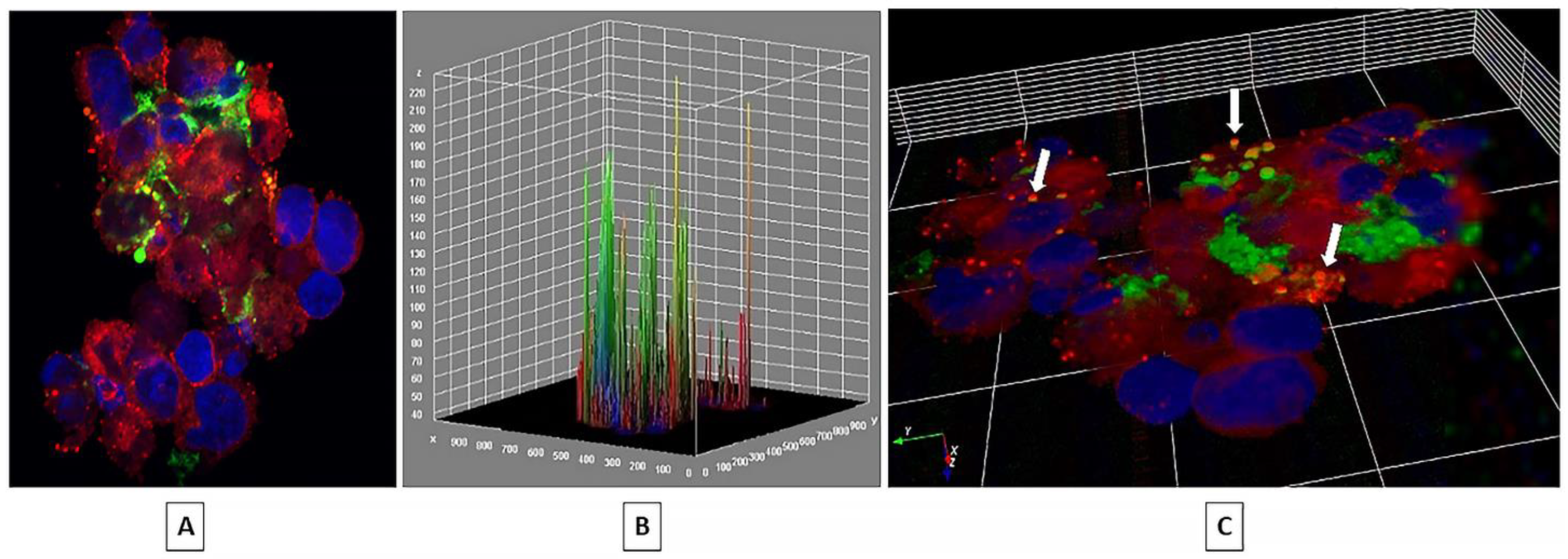 Ijms 24 03242 g001 Ijms 24 03242 g001