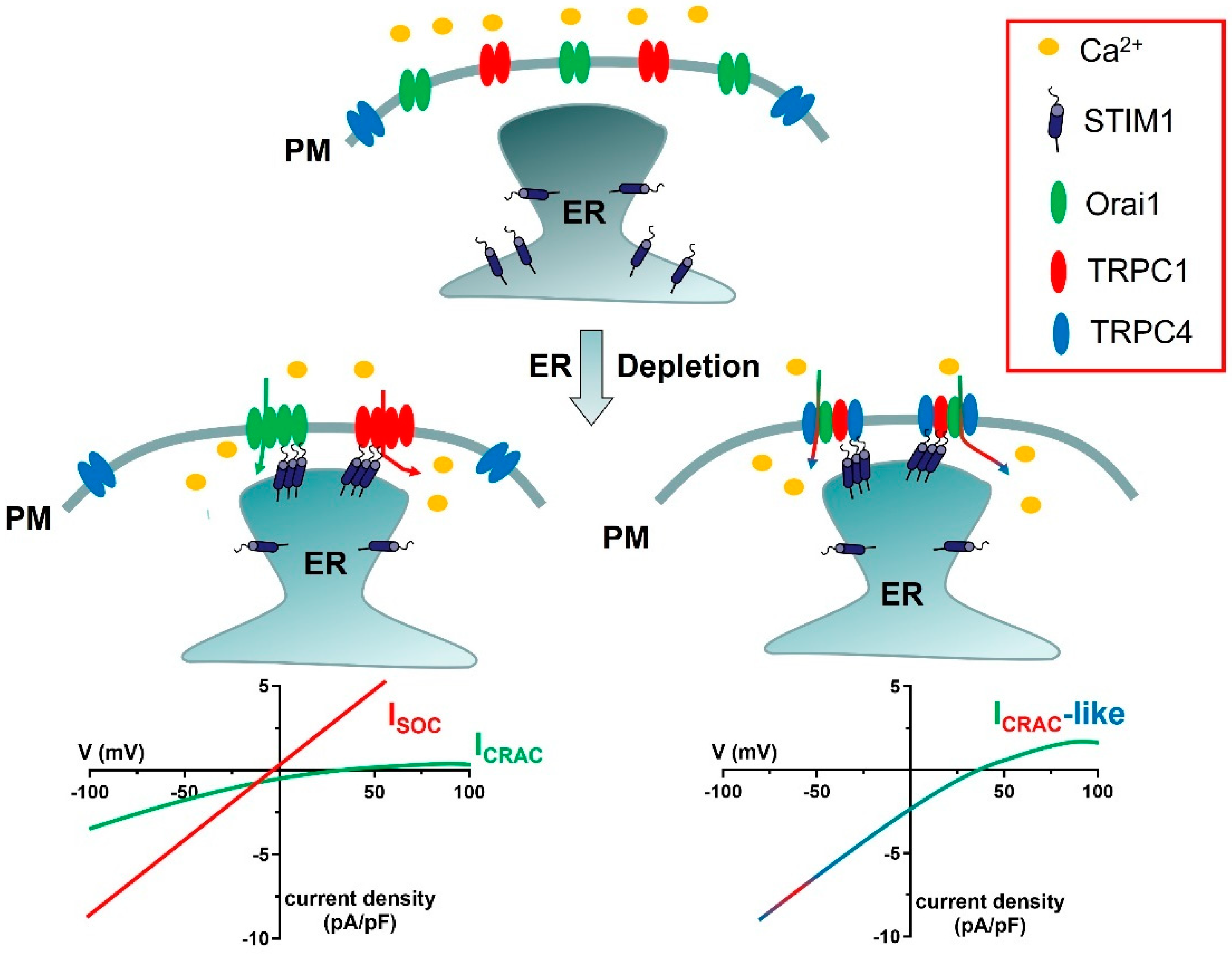 Ijms 24 03259 g001 Ijms 24 03259 g001