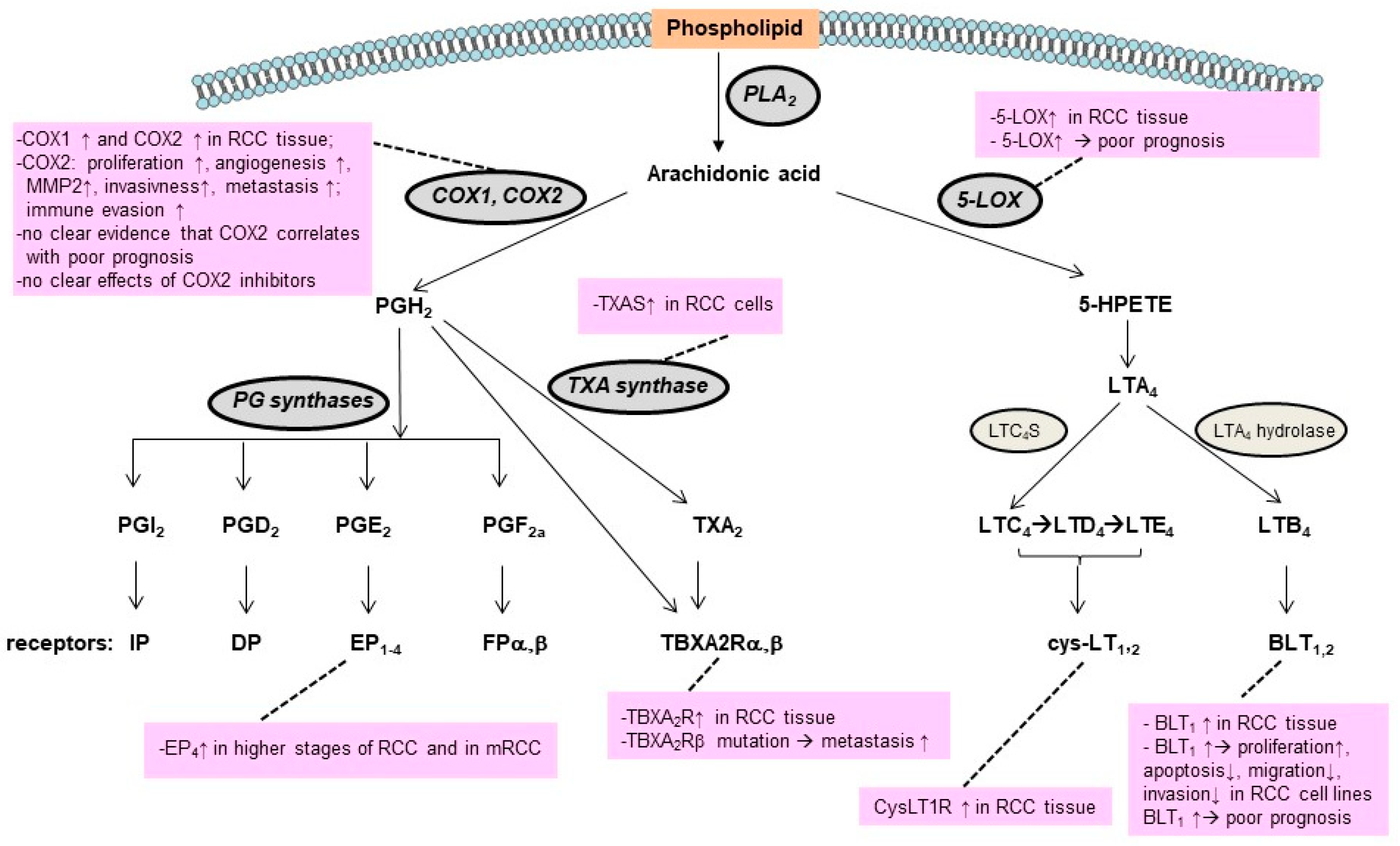 Ijms 24 03272 g003 Ijms 24 03272 g003