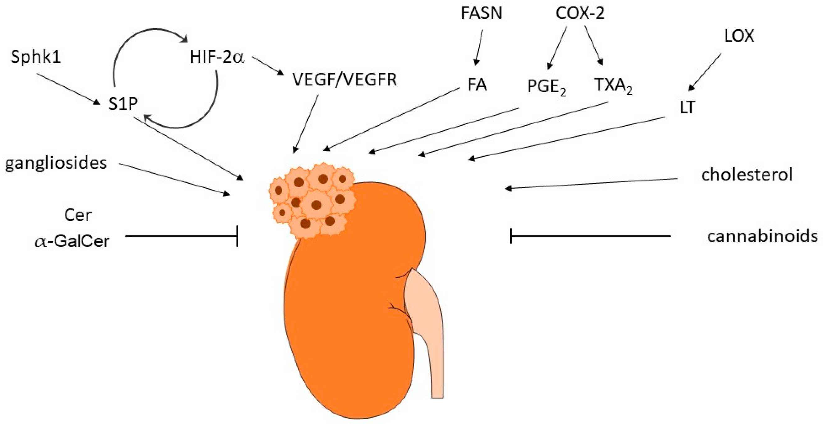 Ijms 24 03272 g004 Ijms 24 03272 g004