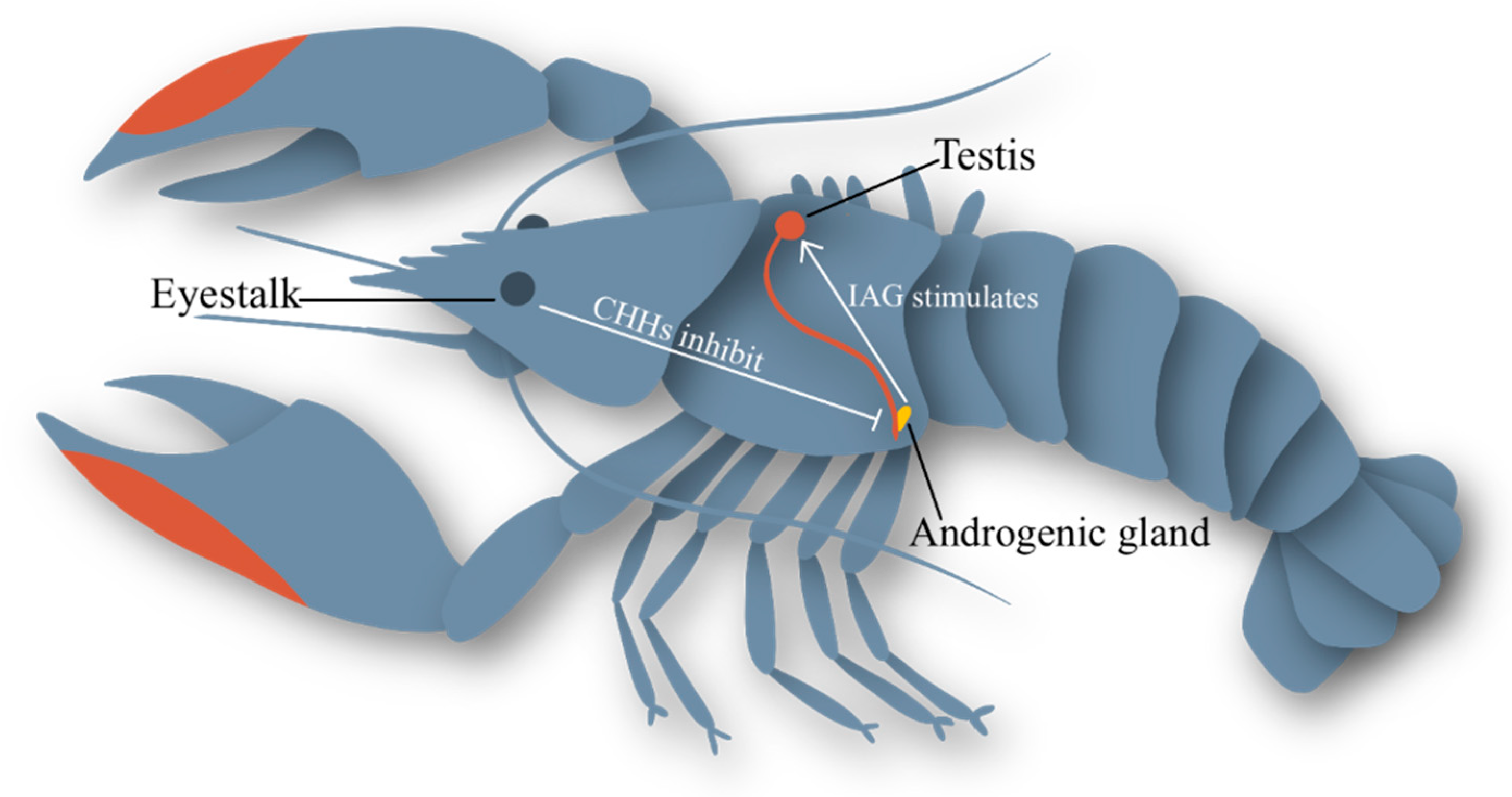 crayfish reproductive system diagram