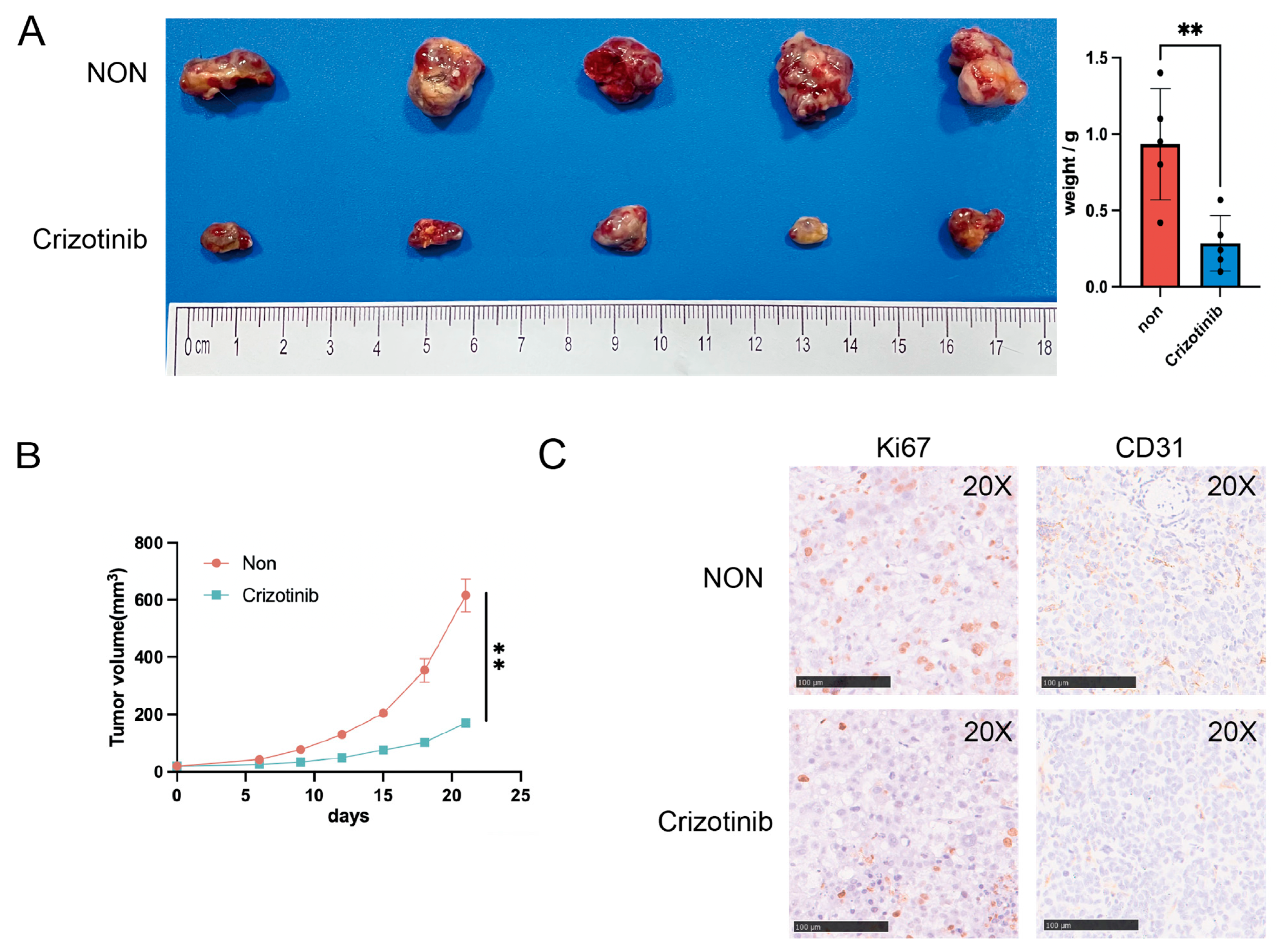 Ijms 24 03324 g009 Ijms 24 03324 g009