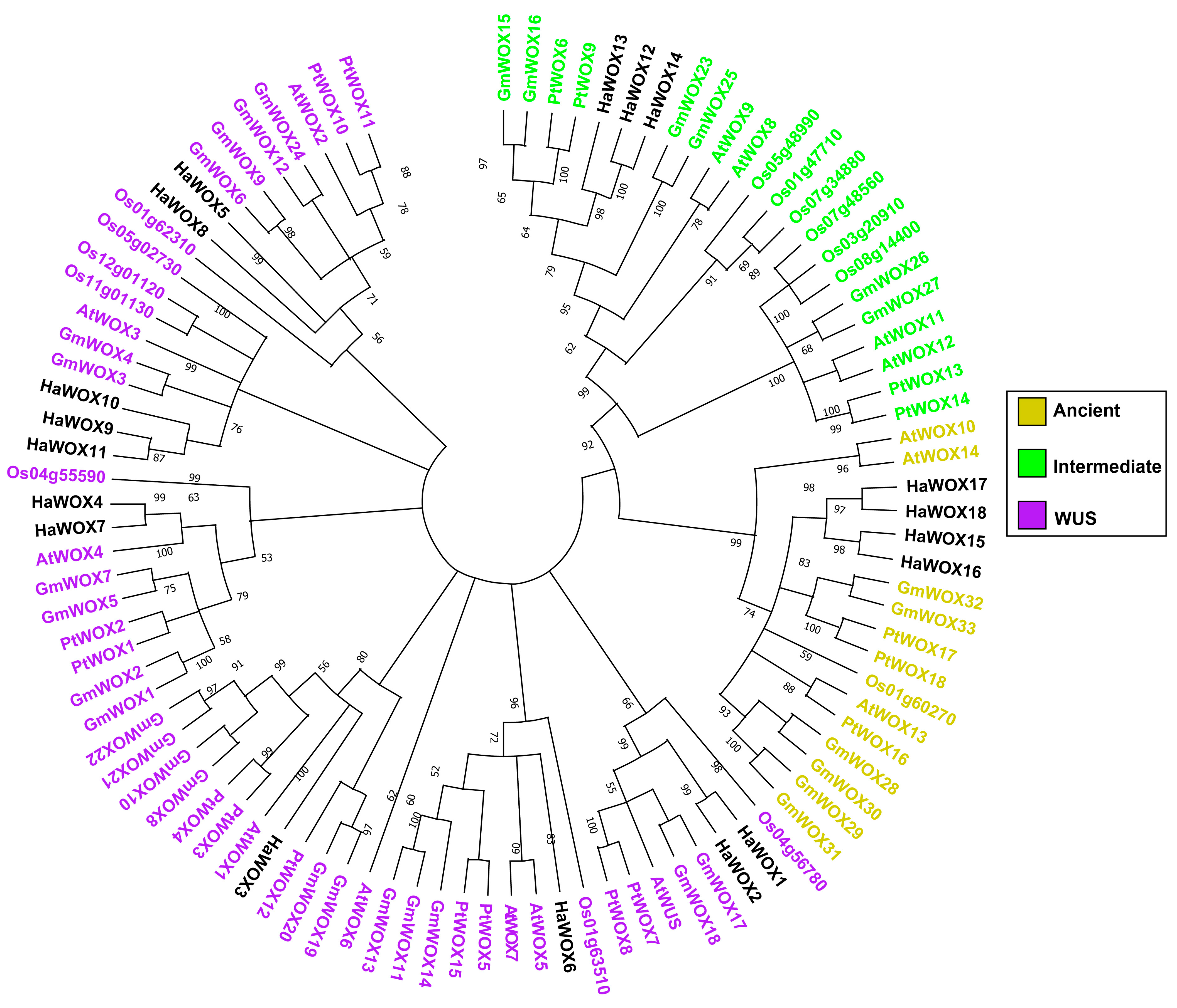 Ijms 24 03352 g001 Ijms 24 03352 g001