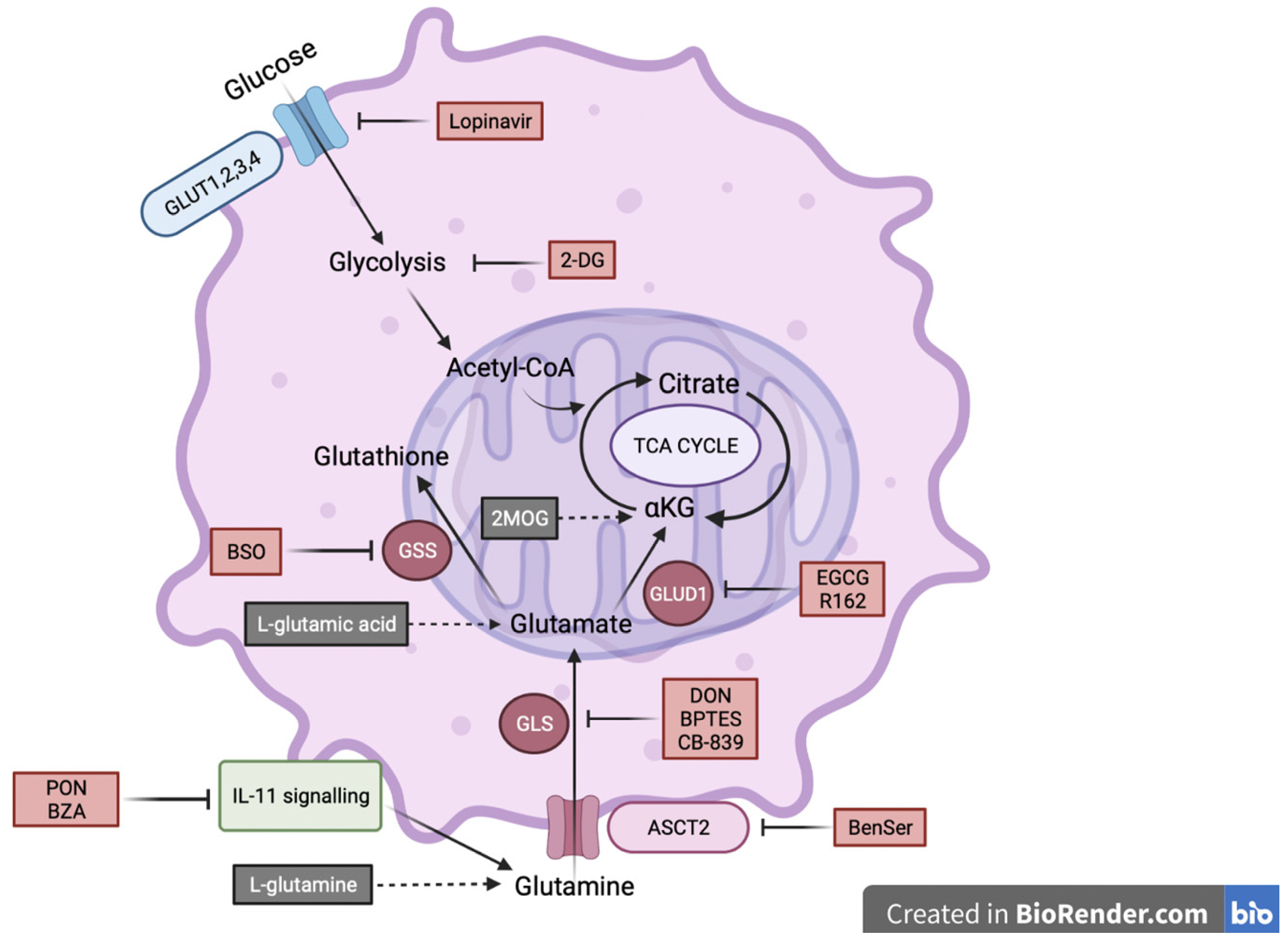 Ijms 24 03356 g006 Ijms 24 03356 g006