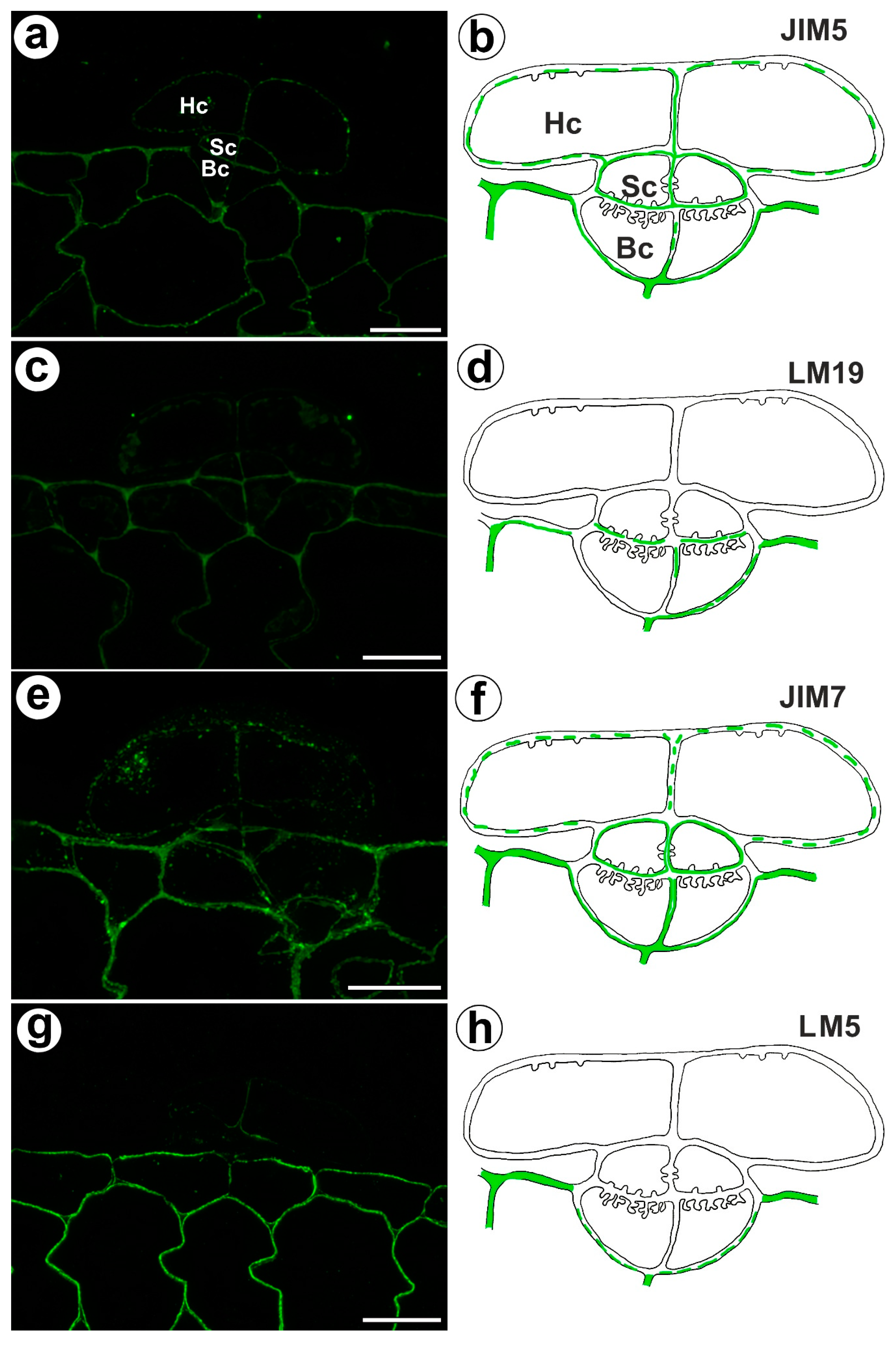Ijms 24 03358 g004 Ijms 24 03358 g004