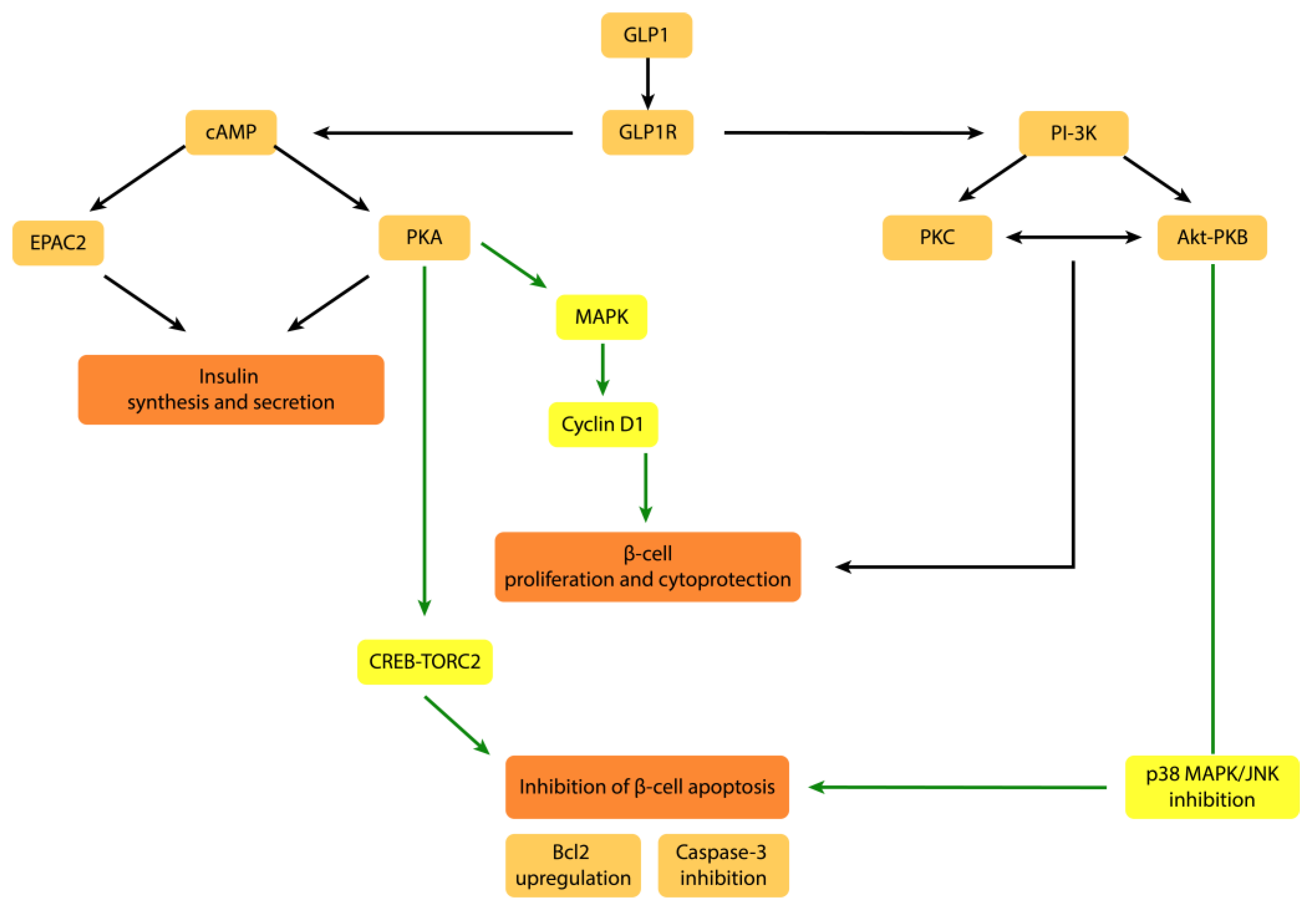 Ijms 24 03385 g001 Ijms 24 03385 g001