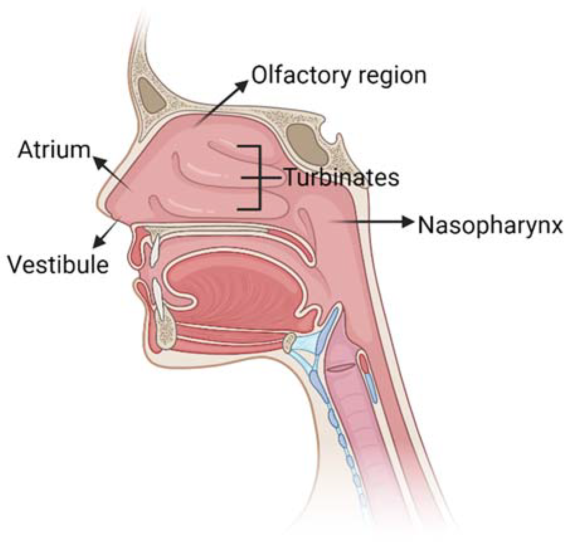 IJMS | Free Full-Text | Biomaterials-Enhanced Intranasal Delivery of ...