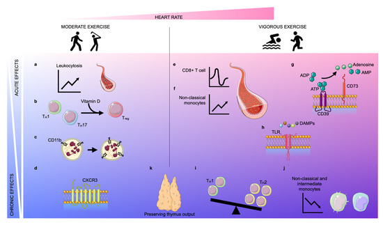 How exercise rejuvenates cells, extending lifespan