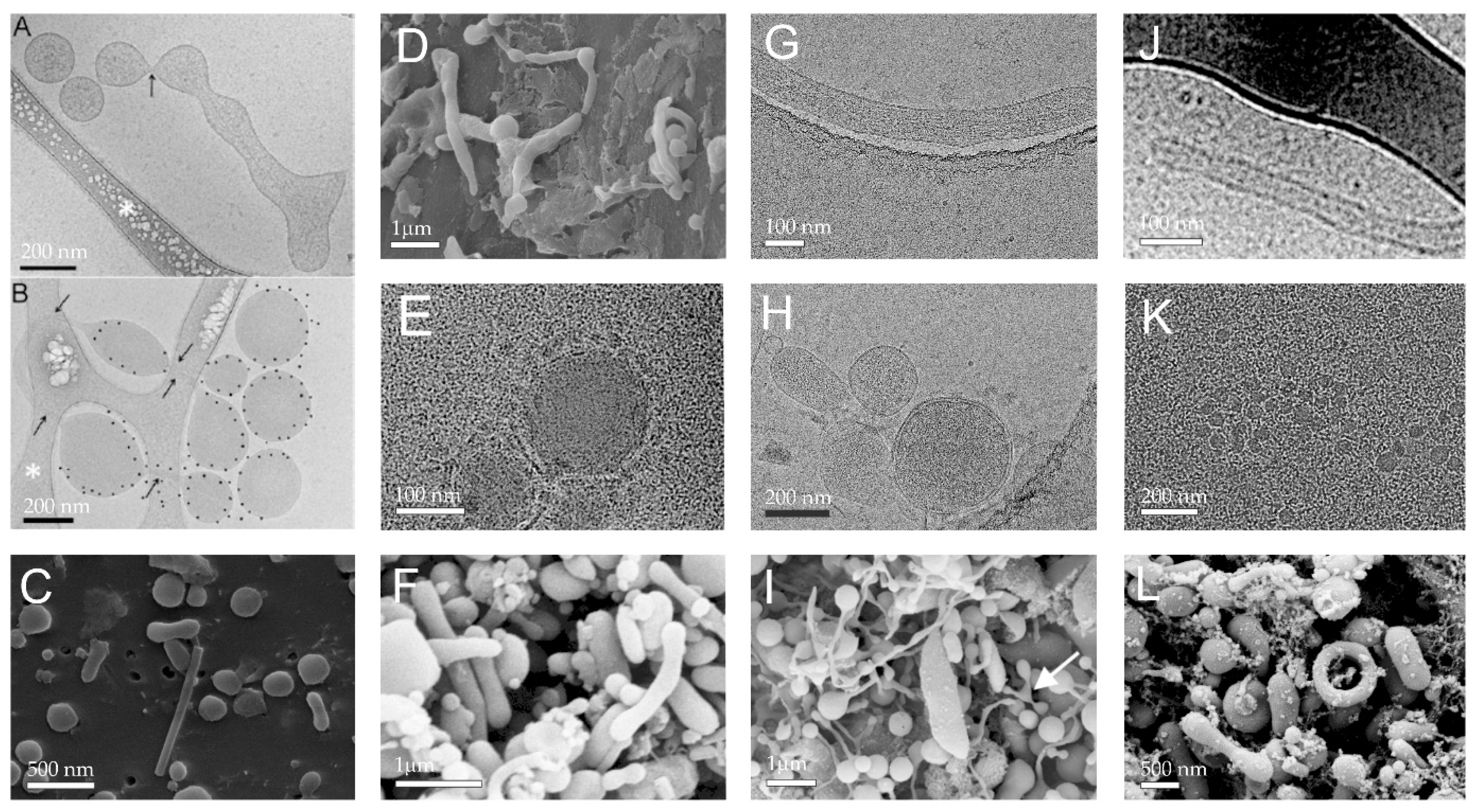 Ijms 24 03420 g002 Ijms 24 03420 g002