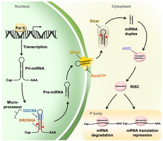 IJMS | Free Full-Text | The Impact of Dysregulated microRNA Biogenesis ...