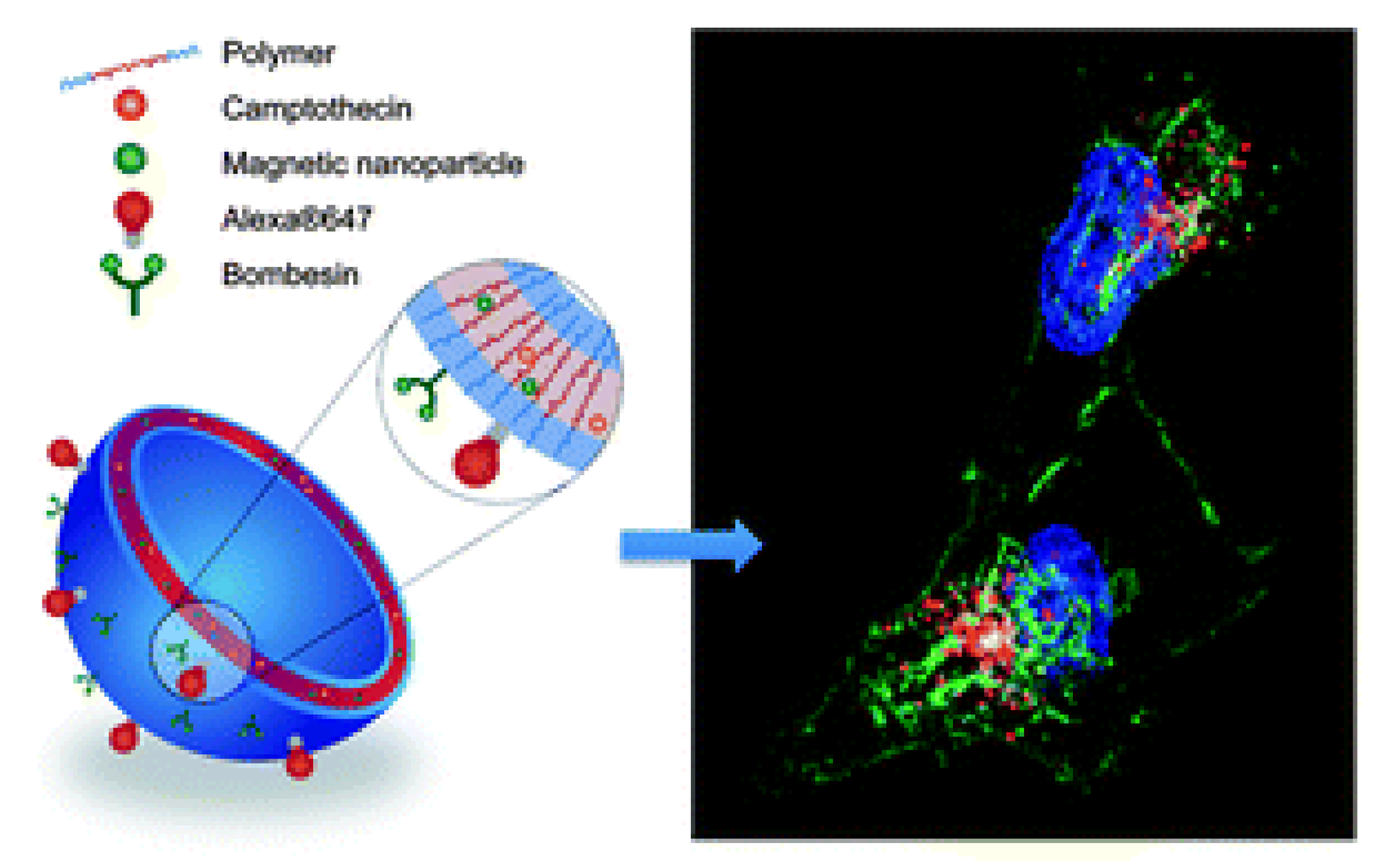 Ijms 24 03455 g020 Ijms 24 03455 g020