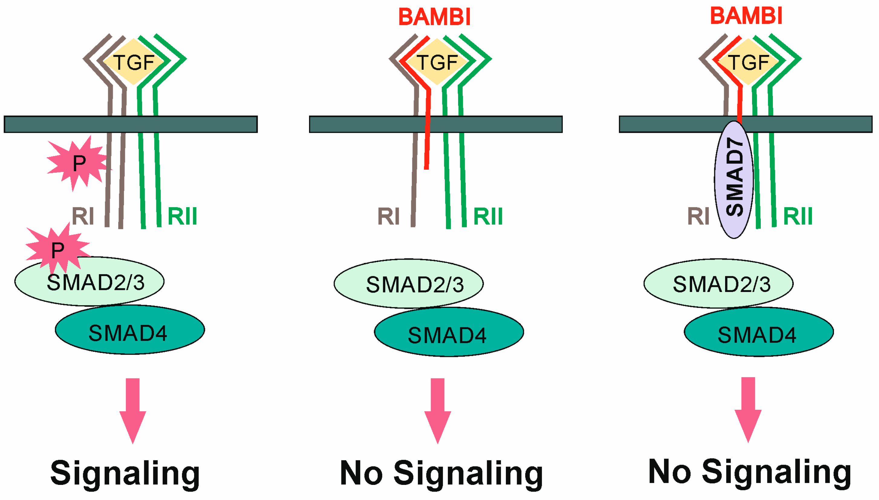IJMS | Free Full-Text | Expression and Function of BMP and Activin  Membrane-Bound Inhibitor (BAMBI) in Chronic Liver Diseases and  Hepatocellular Carcinoma