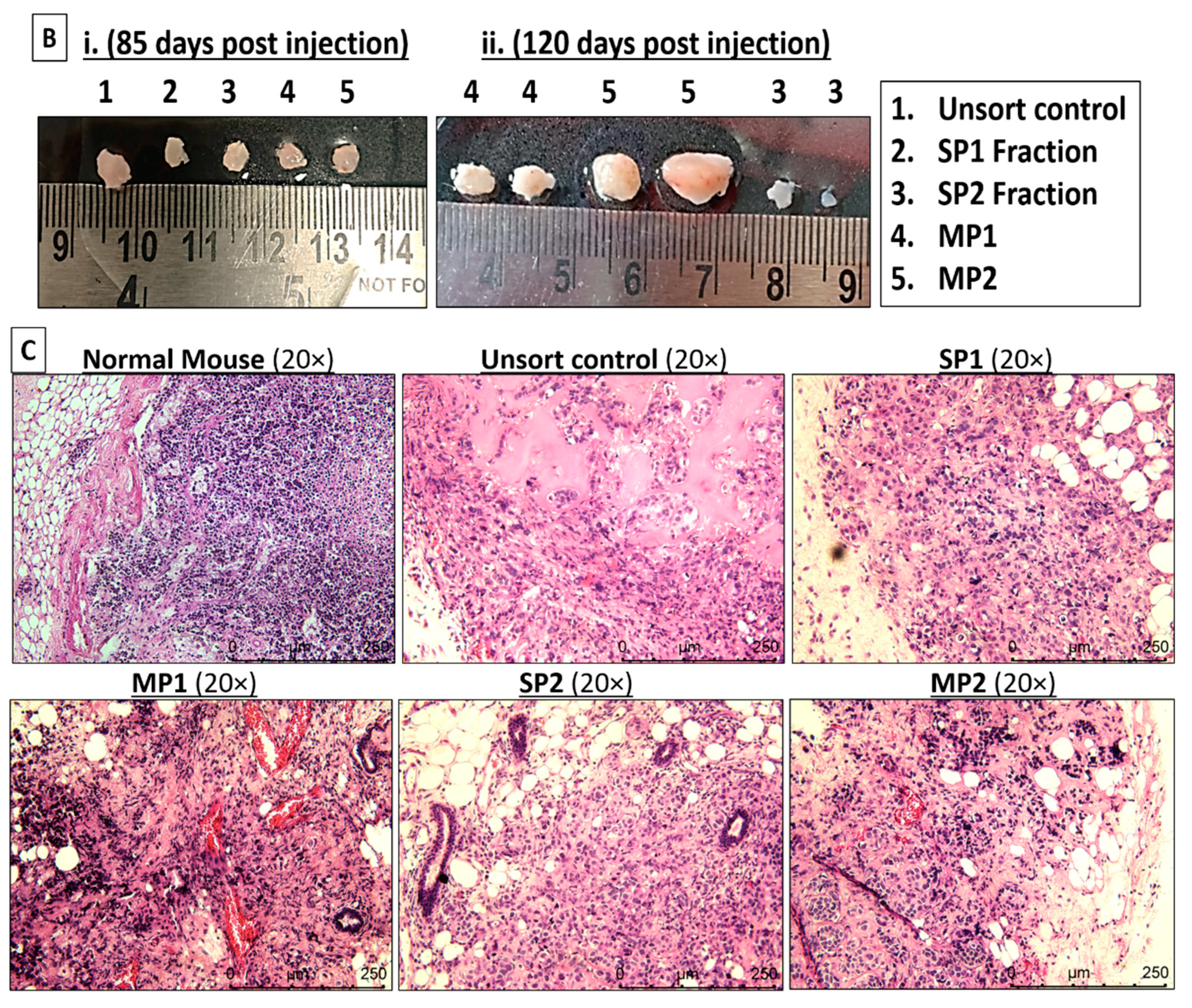 Ijms 24 03497 g003b Ijms 24 03497 g003b