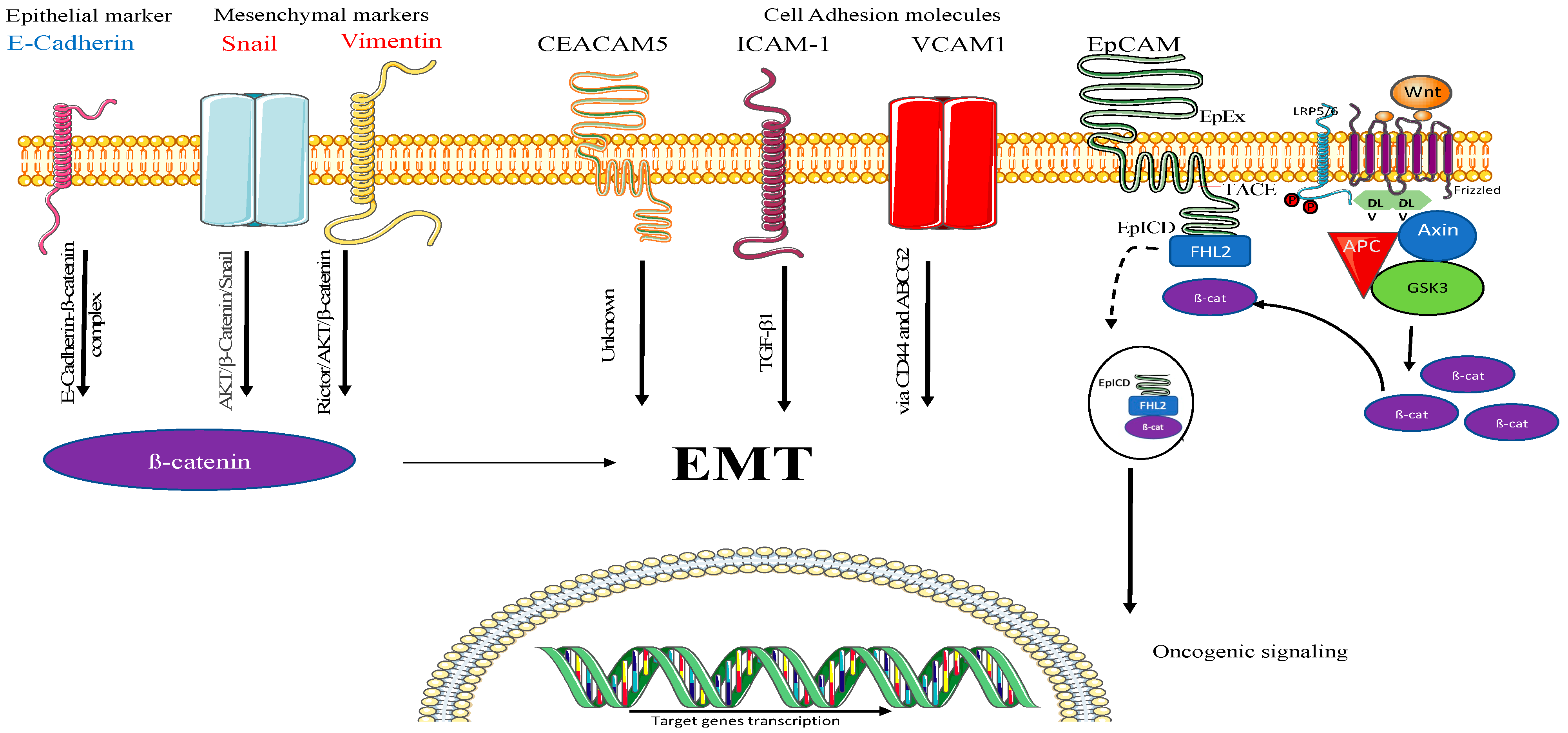 IJMS | Free Full-Text | Extracellular Vesicles Released from Cancer Cells  Promote Tumorigenesis by Inducing Epithelial to Mesenchymal Transition via  &beta;-Catenin Signaling