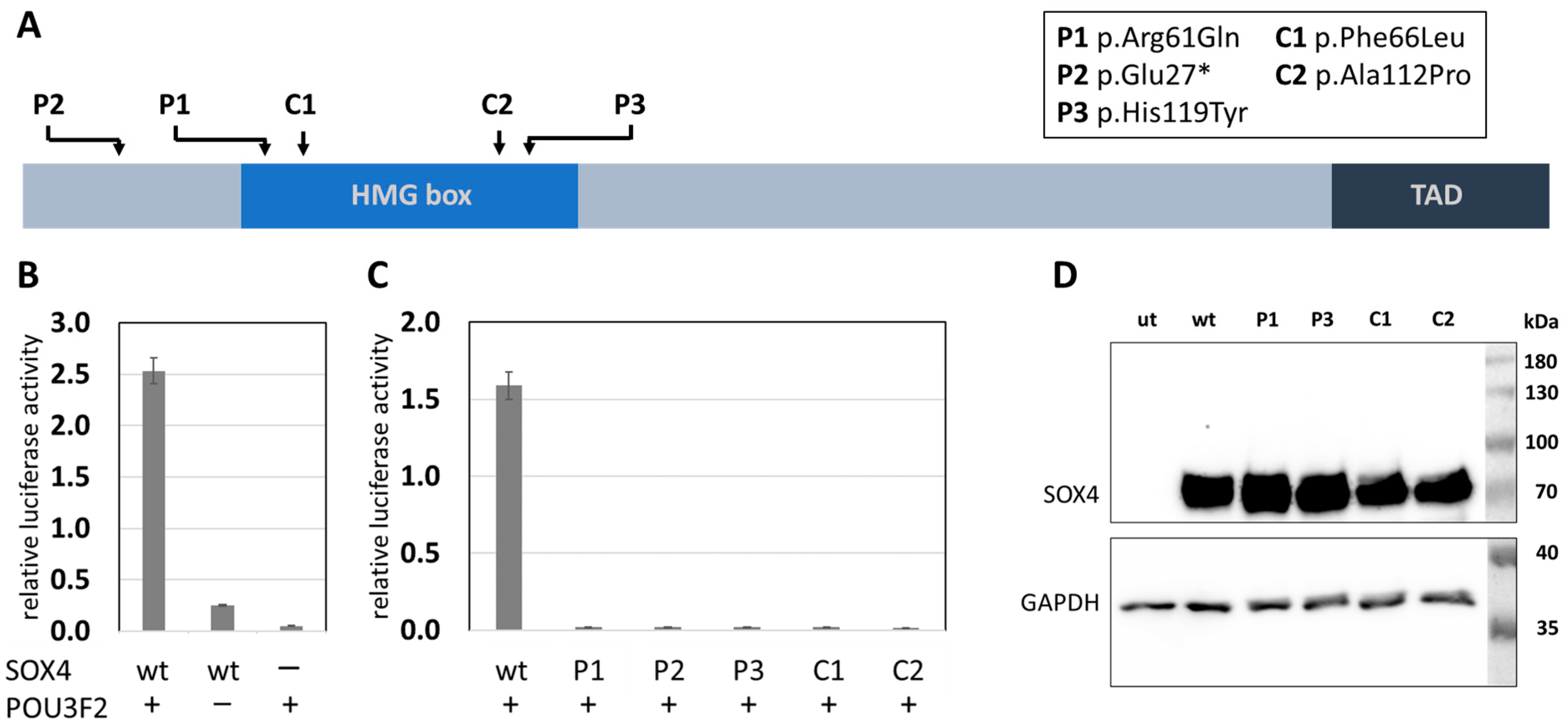 Ijms 24 03519 g003 Ijms 24 03519 g003