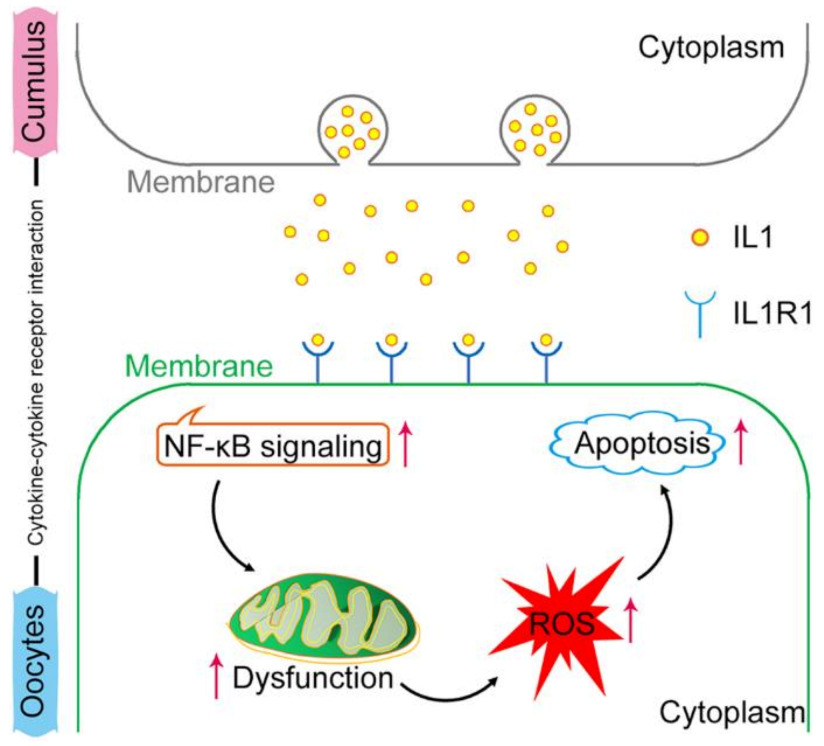 Ijms 24 03530 g007 Ijms 24 03530 g007