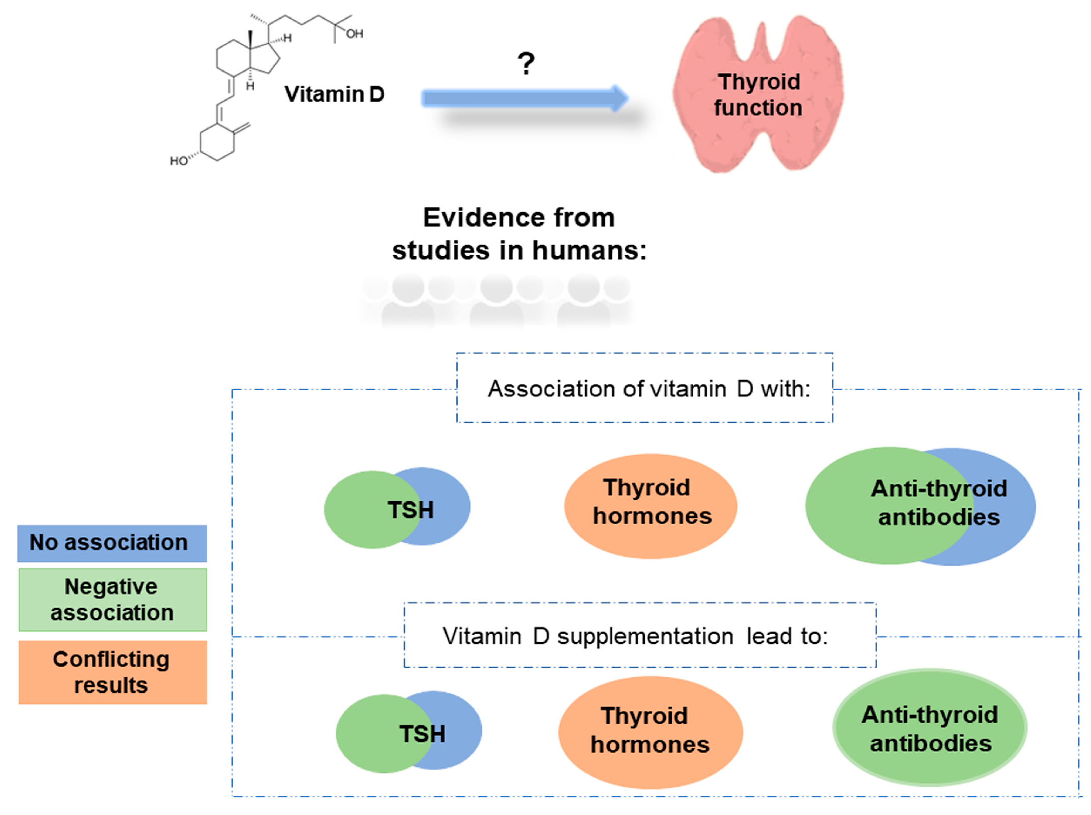 IJMS | Free Full-Text | Vitamin D and the Thyroid: A Critical Review of the  Current Evidence