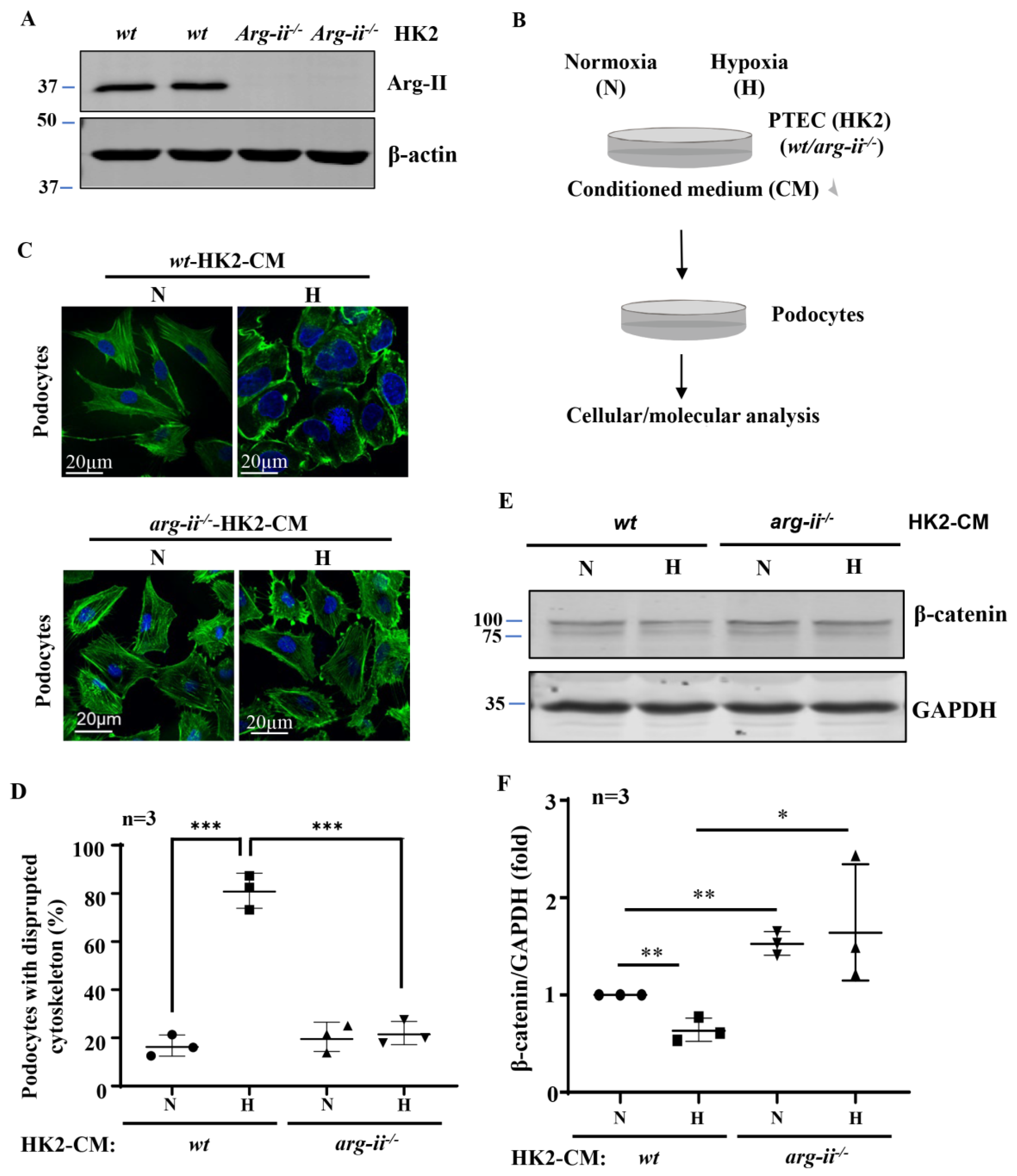 Ijms Free Full Text Paracrine Effects Of Renal Proximal Tubular