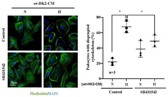 Ijms Free Full Text Paracrine Effects Of Renal Proximal Tubular