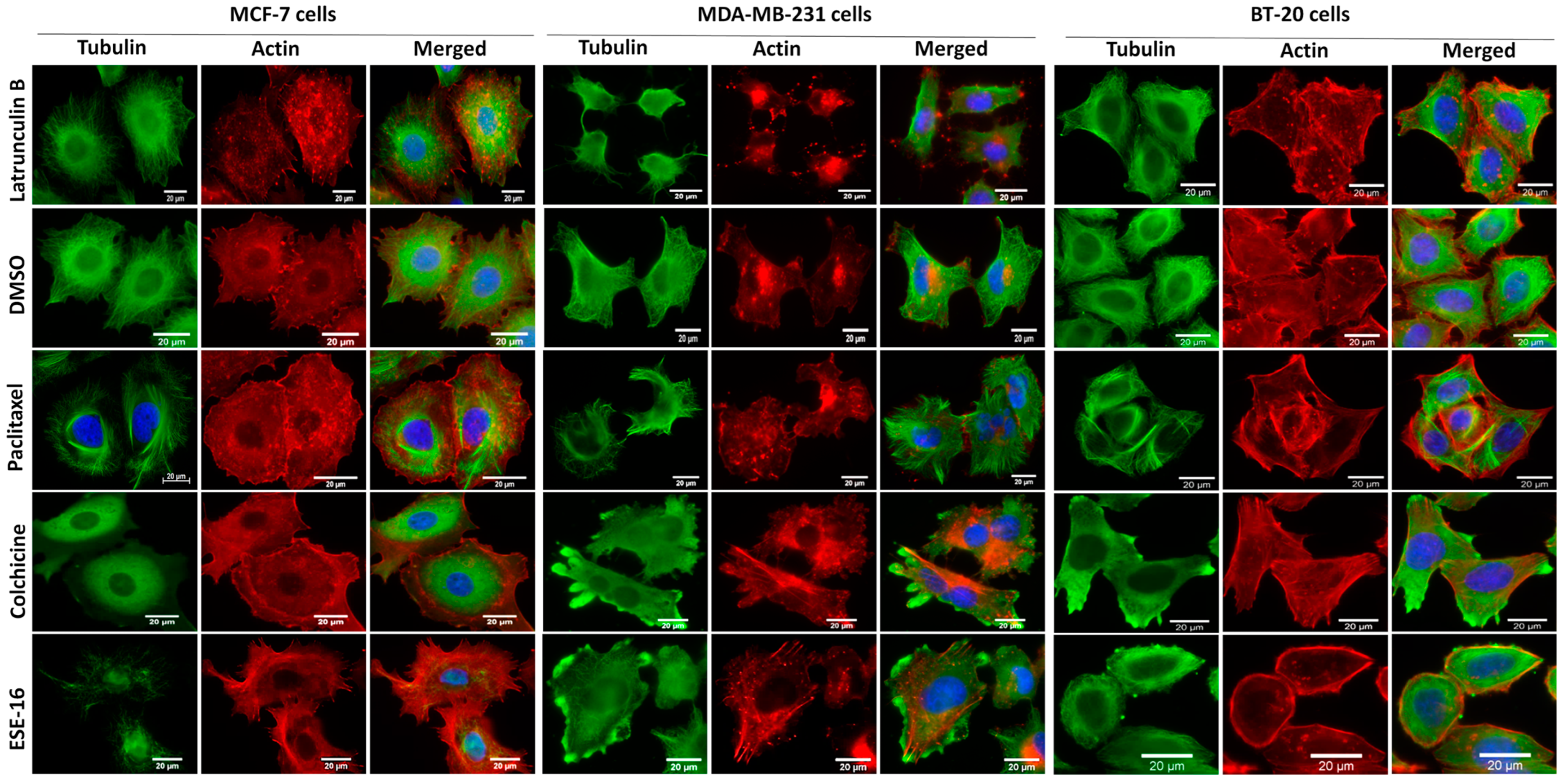 Ijms 24 03592 g002 Ijms 24 03592 g002