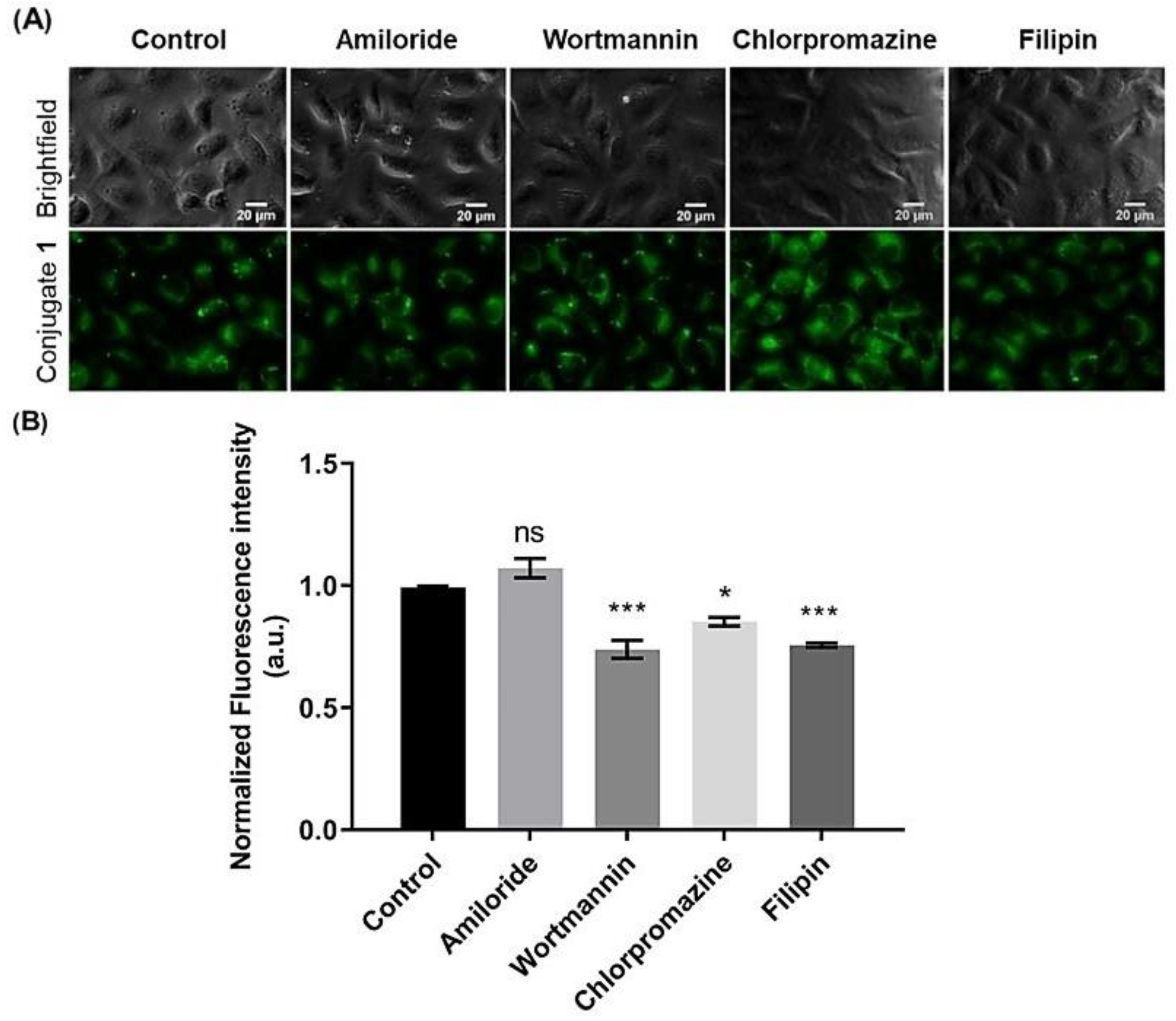 Ijms 24 03600 g007 Ijms 24 03600 g007