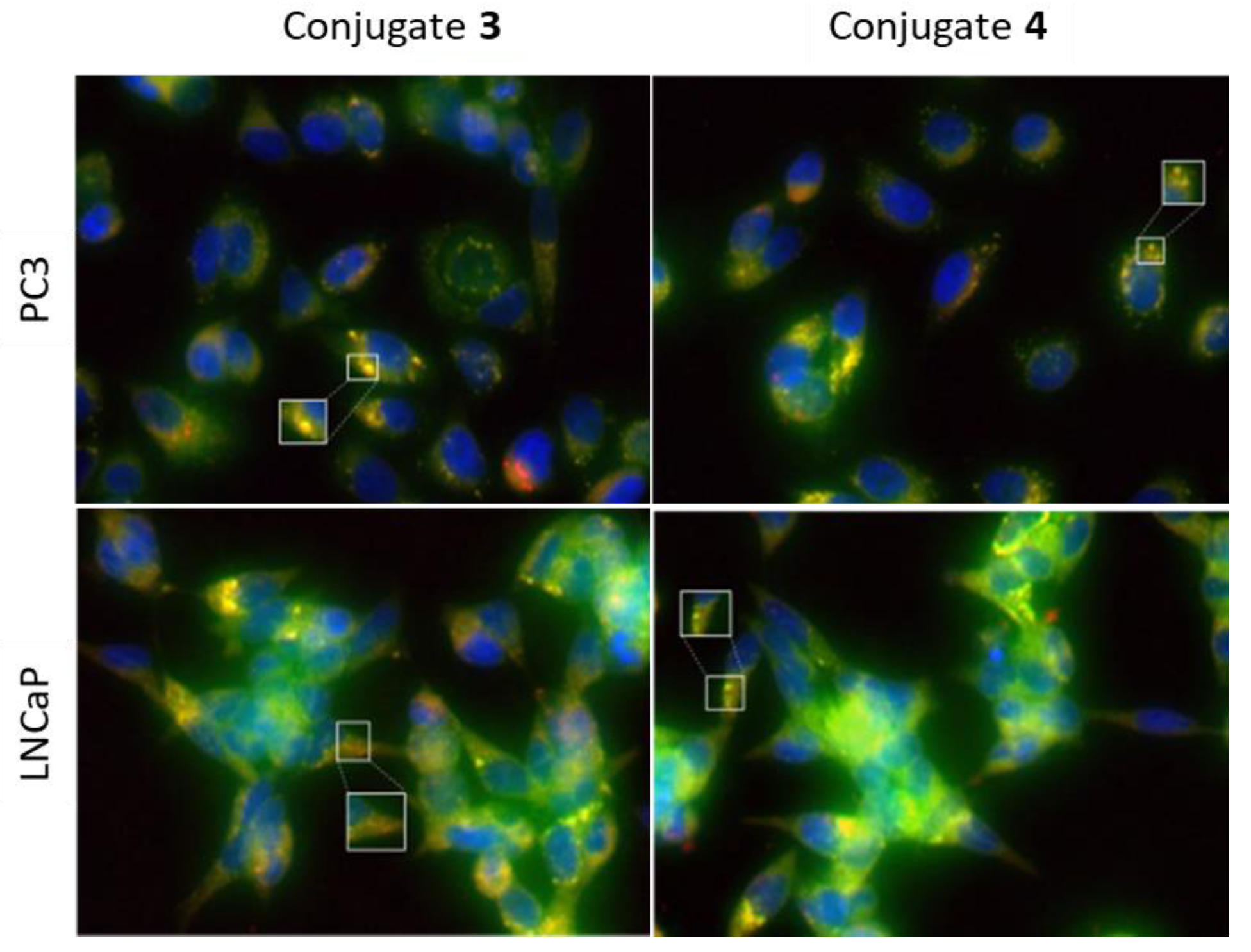 Ijms 24 03600 g009 Ijms 24 03600 g009