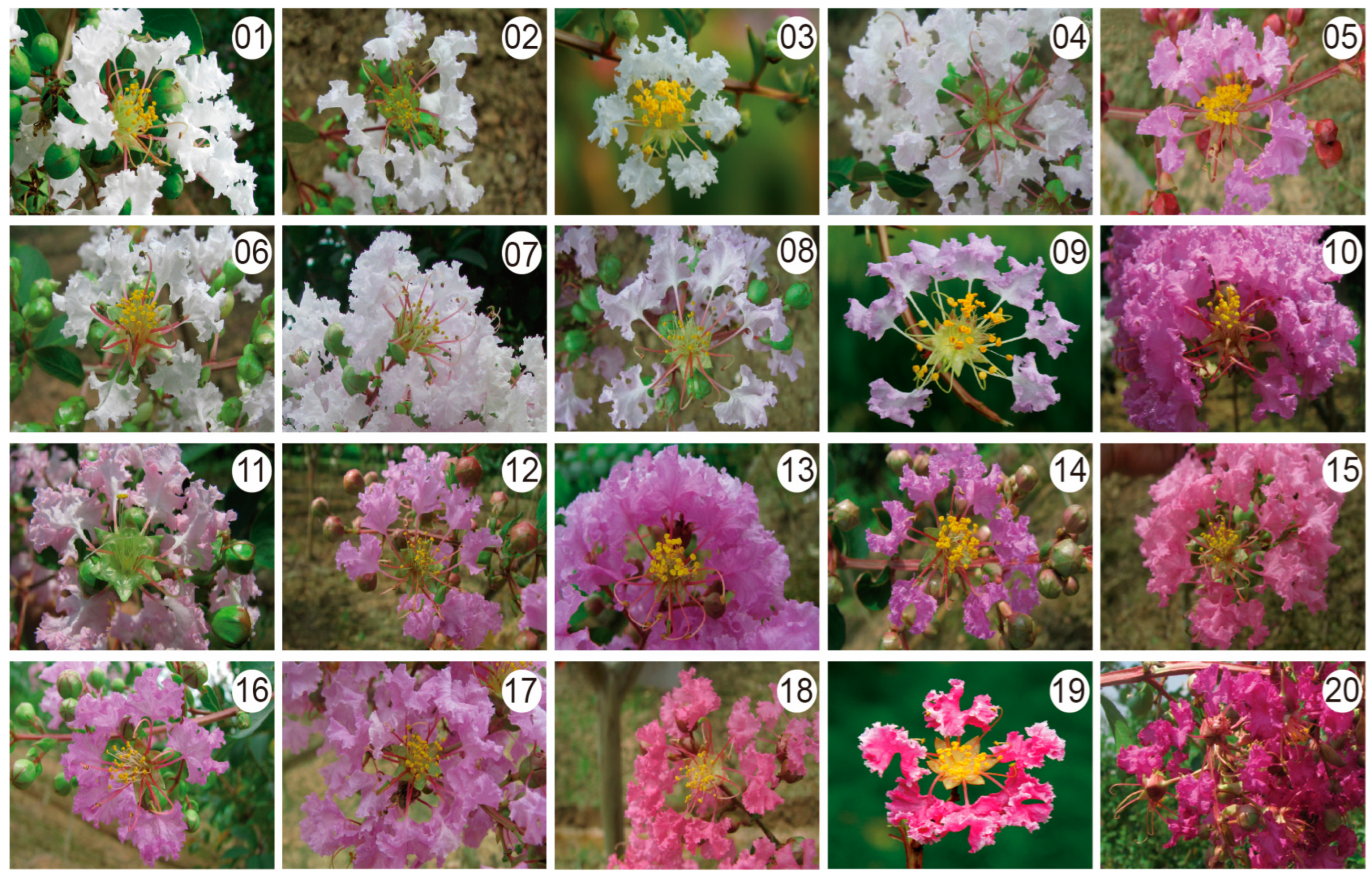 Ijms 24 03606 g001 Ijms 24 03606 g001