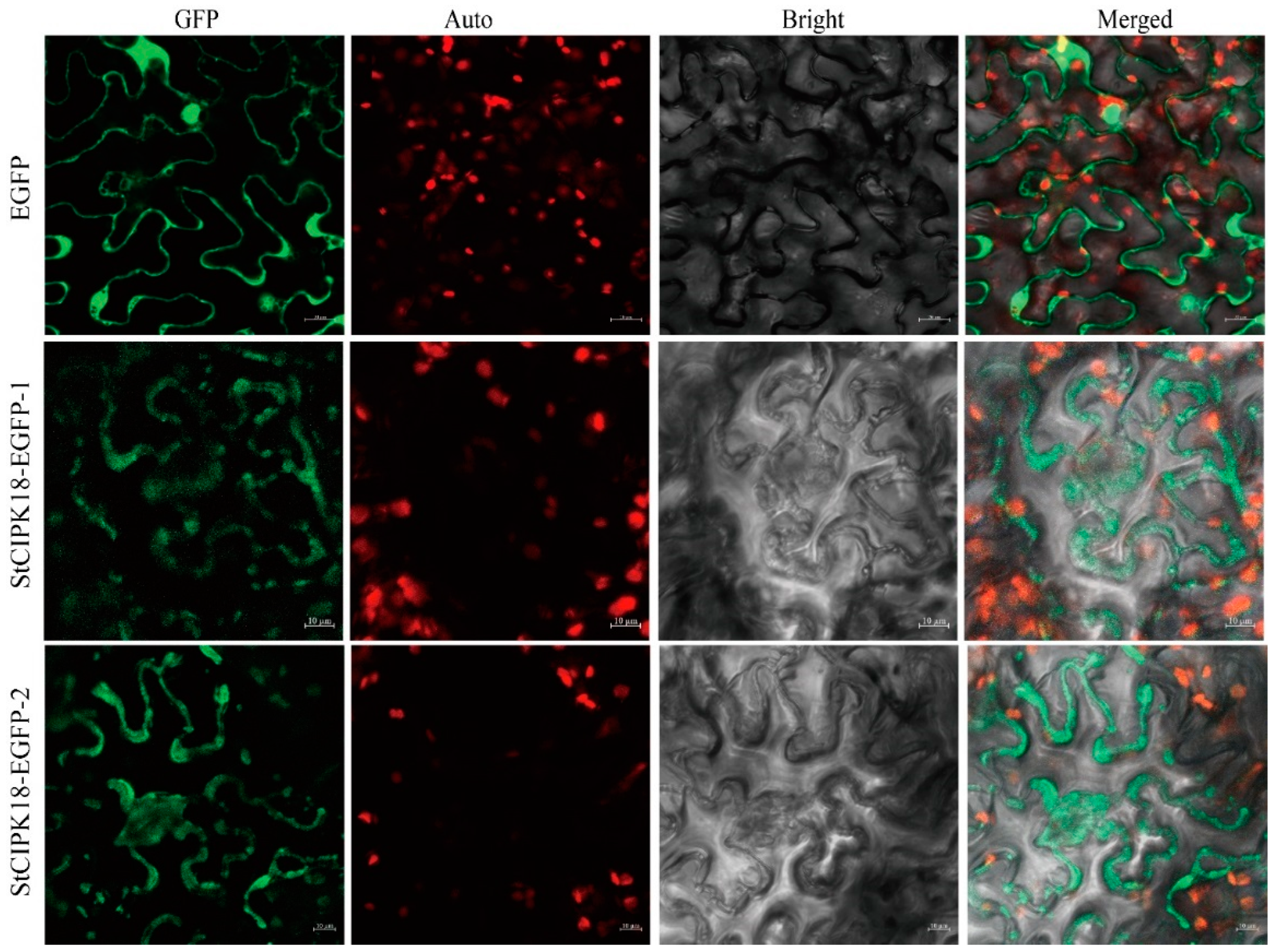 Ijms 24 03613 g002 Ijms 24 03613 g002