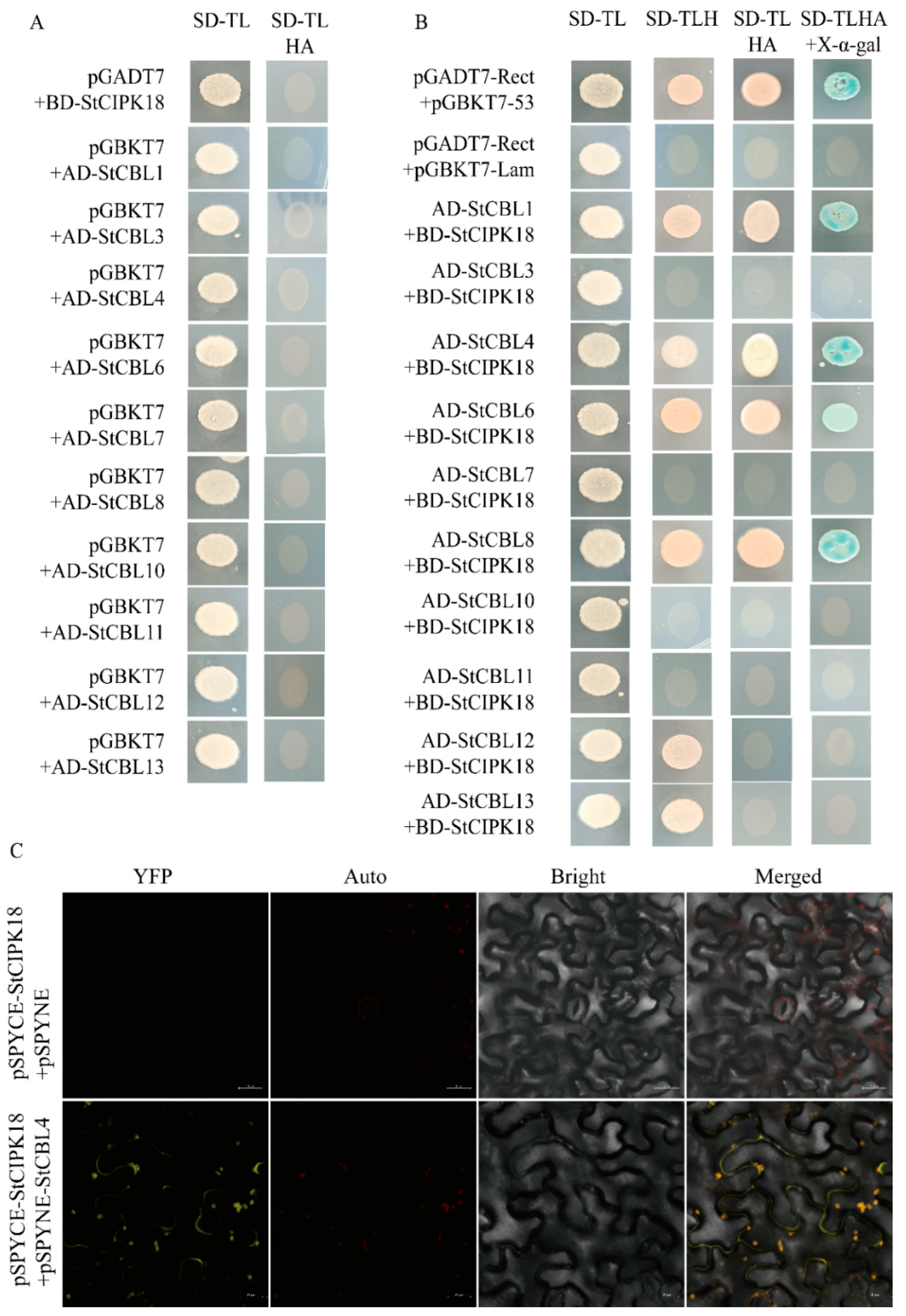 Ijms 24 03613 g003 Ijms 24 03613 g003