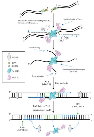 IJMS | Free Full-Text | Multifaceted Nature of DNA Polymerase θ