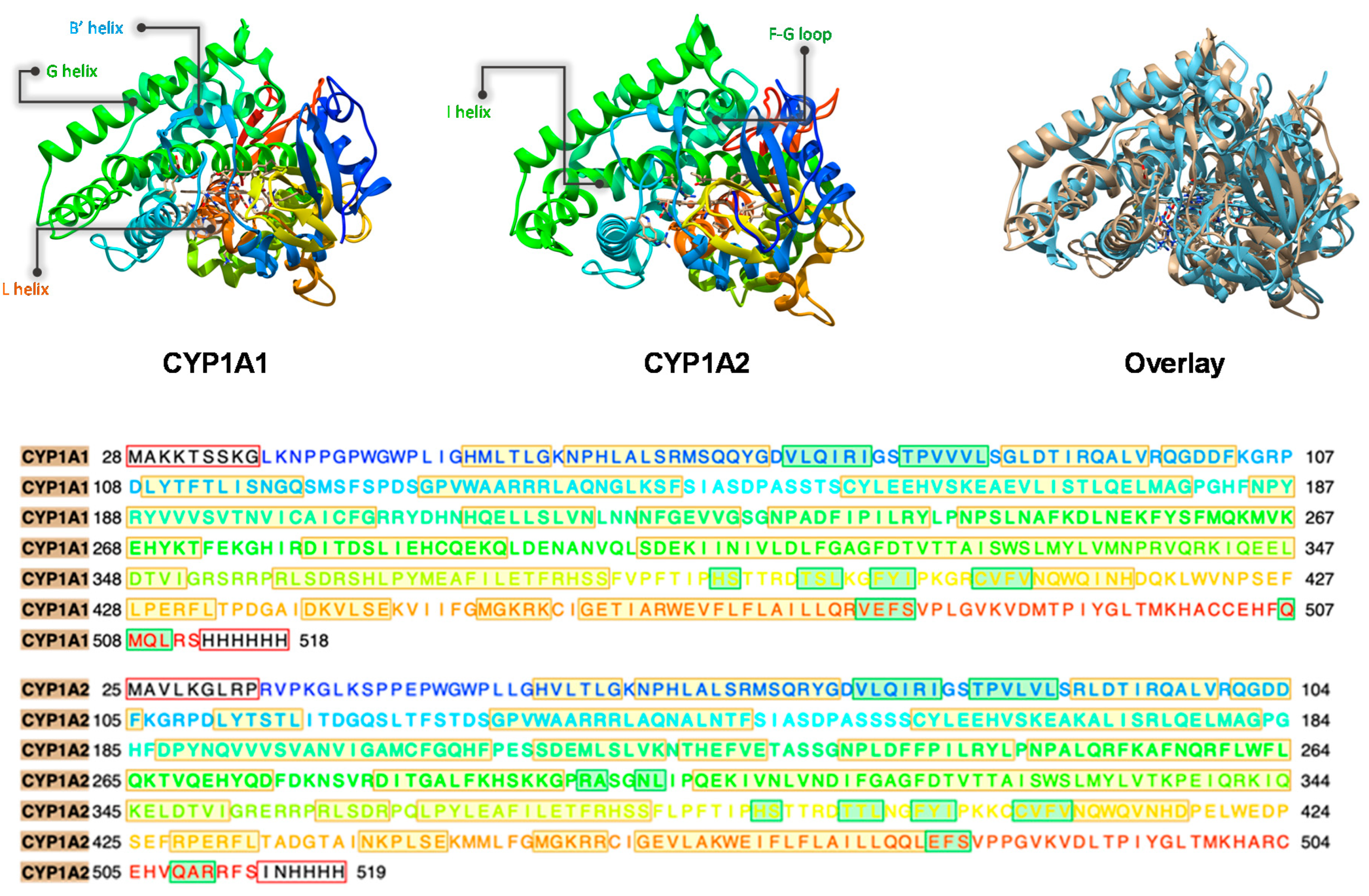 IJMS | Free Full-Text | Melatonin Activation by Cytochrome P450 Isozymes:  How Does CYP1A2 Compare to CYP1A1?