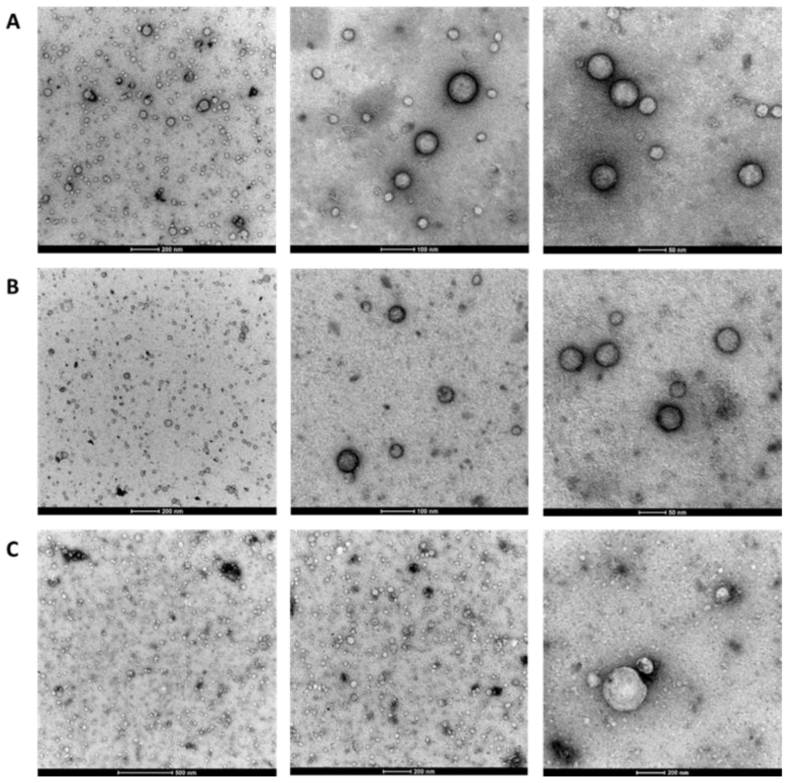 Ijms 24 03663 g002 Ijms 24 03663 g002