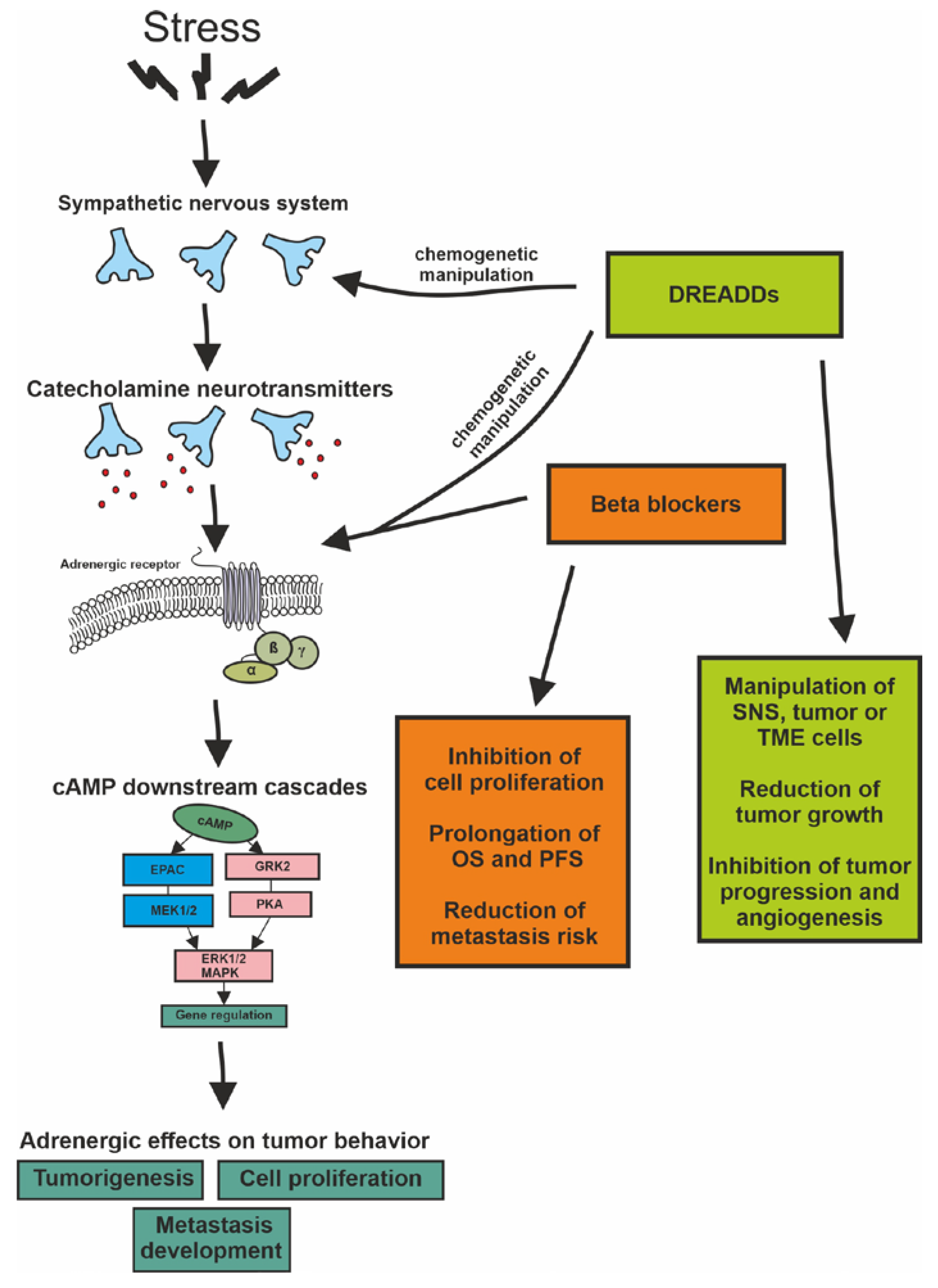 Ijms 24 03671 g002 Ijms 24 03671 g002