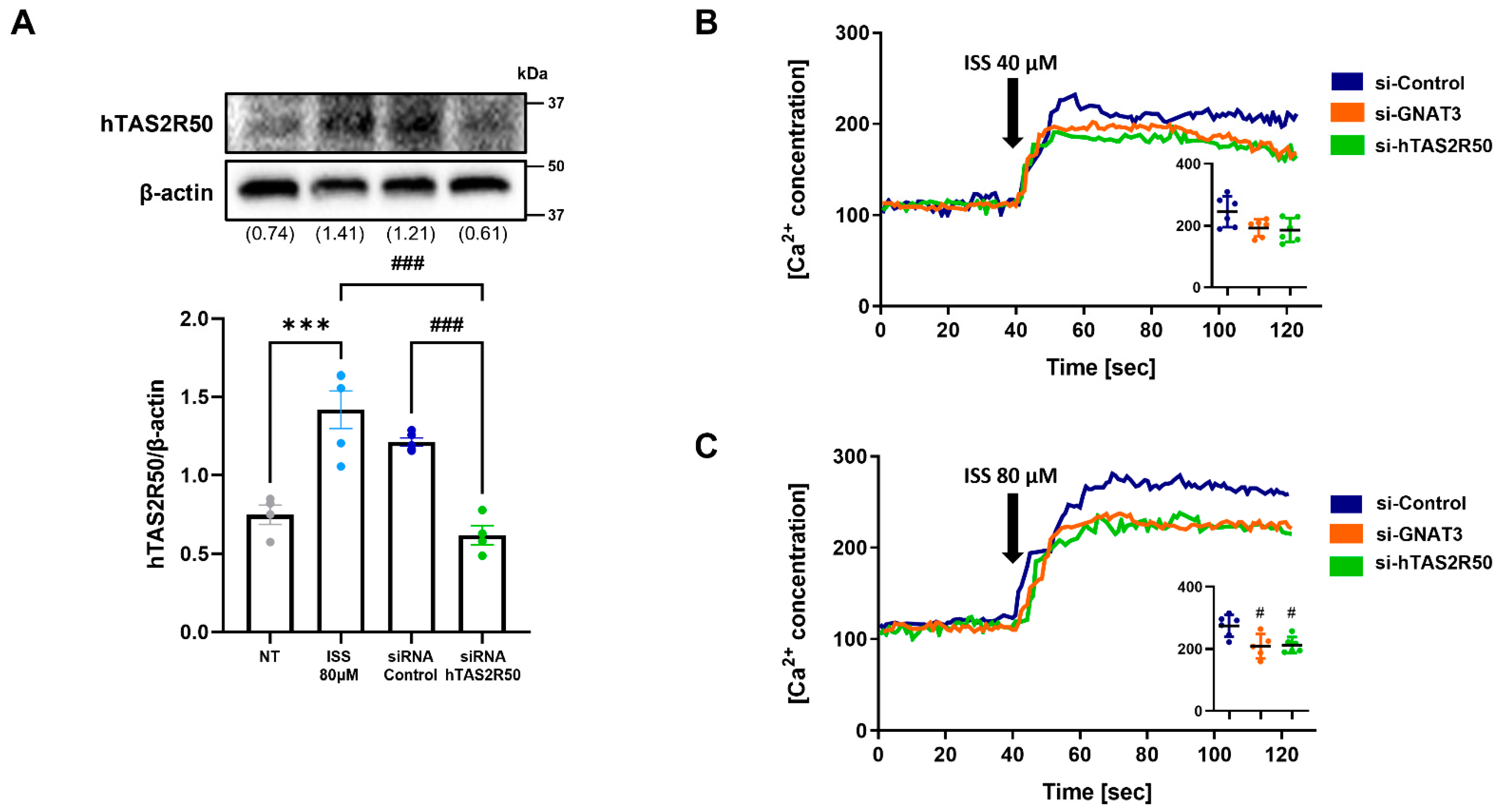 Ijms 24 03682 g004 Ijms 24 03682 g004