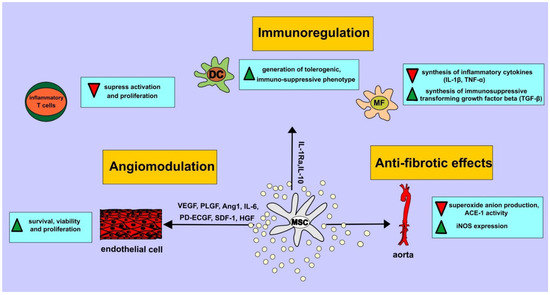 IJMS | Free Full-Text | Molecular Mechanisms Responsible for ...