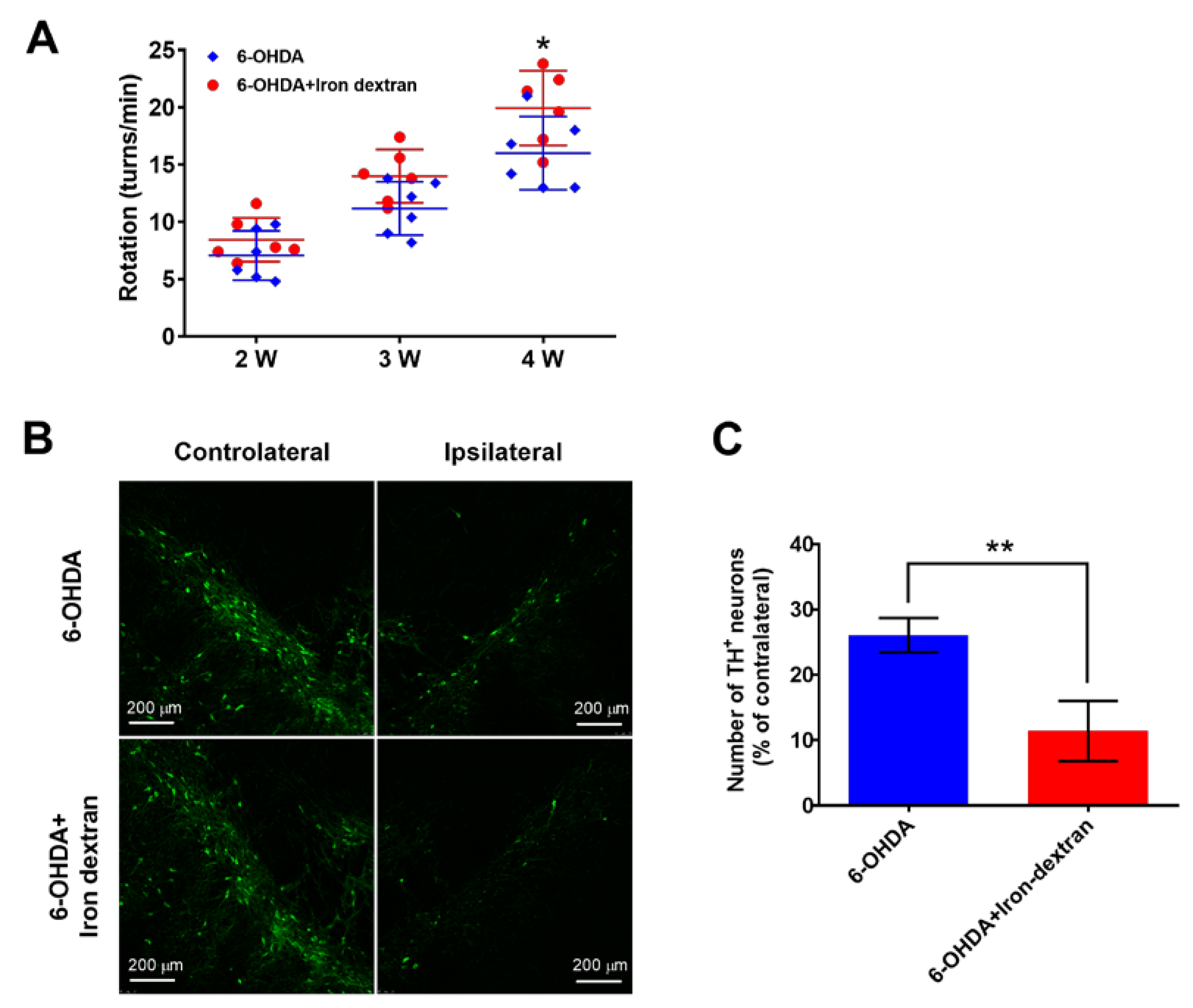 https://www.mdpi.com/ijms/ijms-24-03709/article_deploy/html/images/ijms-24-03709-g001.png